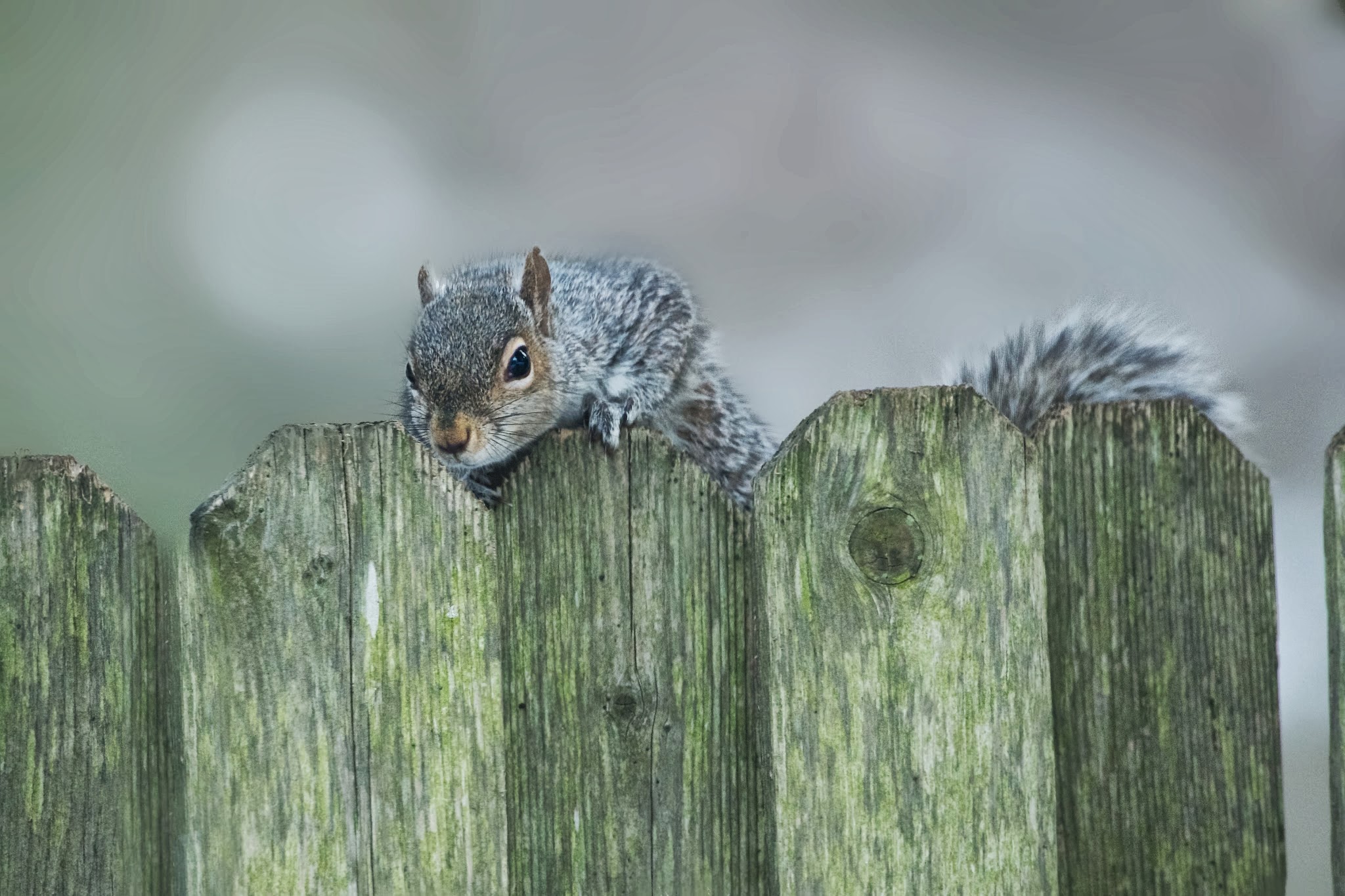 Sneaking Over the Fence