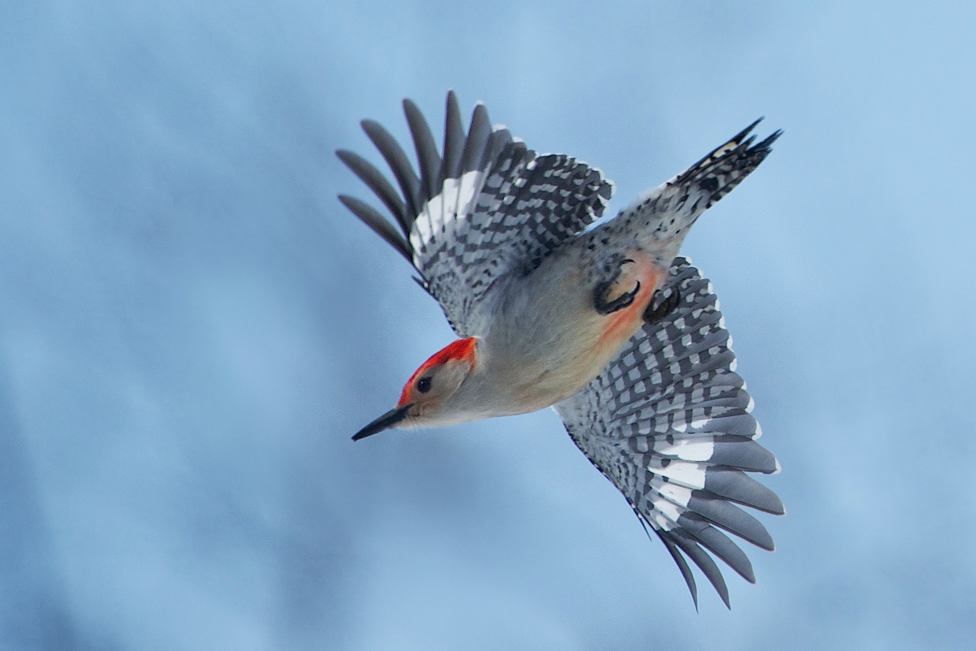 Red Belly of the Red Bellied Woodpecker today at Valley Forge