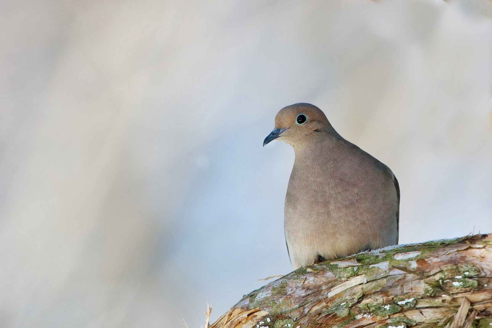 The Morning Dove this Morning at Valley Forge