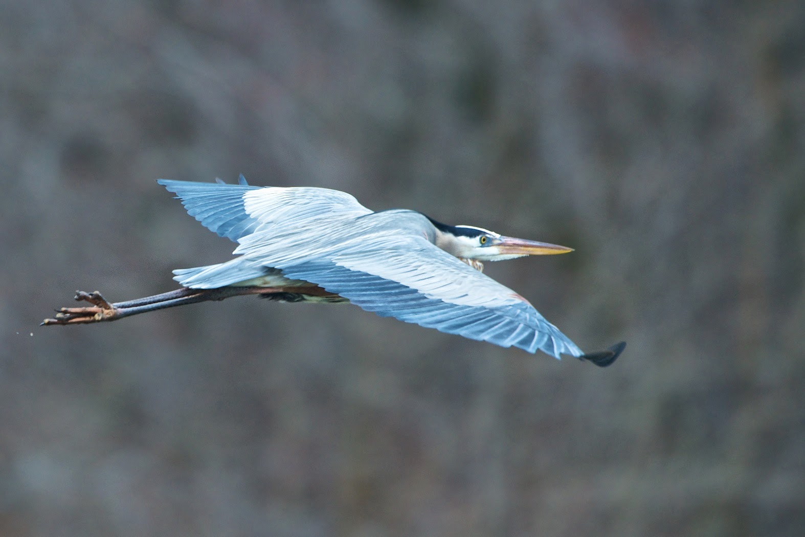 Heron Impersonating Jet Airplane