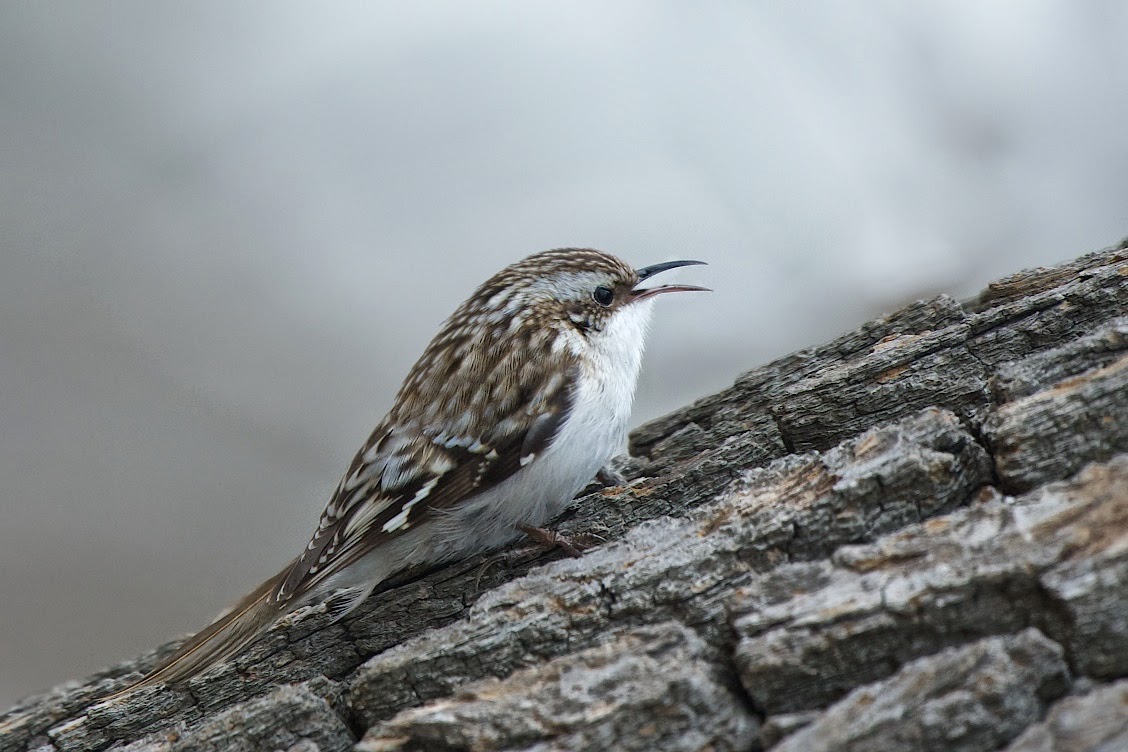 The Beautiful Little Brown Creeper