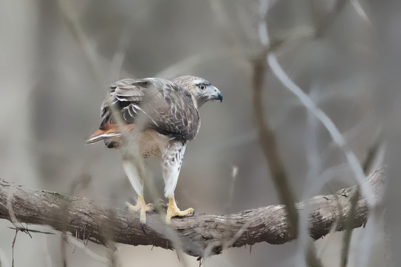 Arrested in Valley Forge