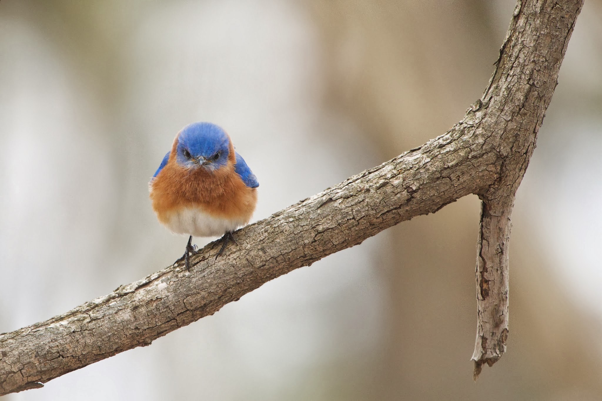 Grouchy Bluebird