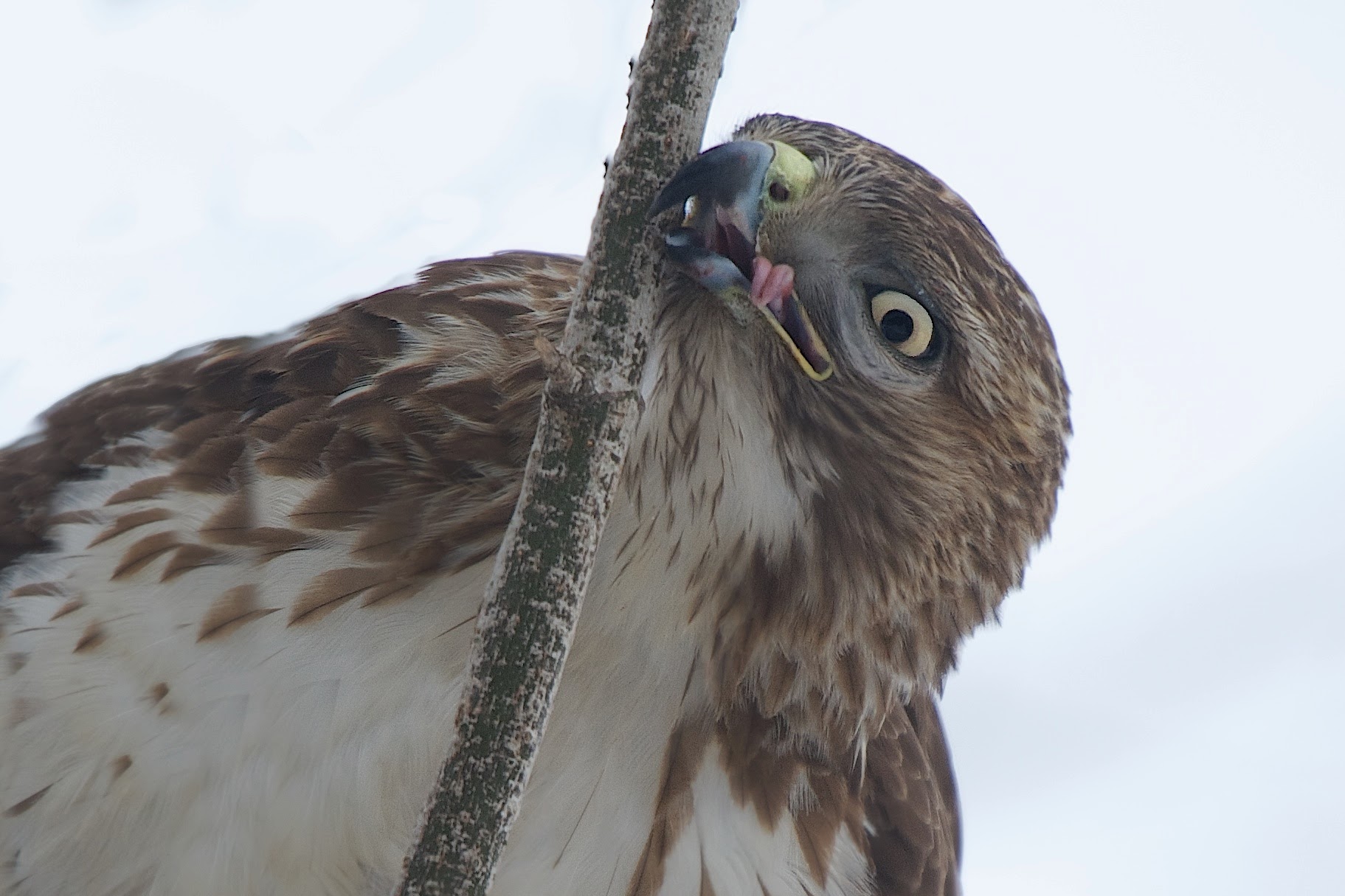 Hawk Flossing