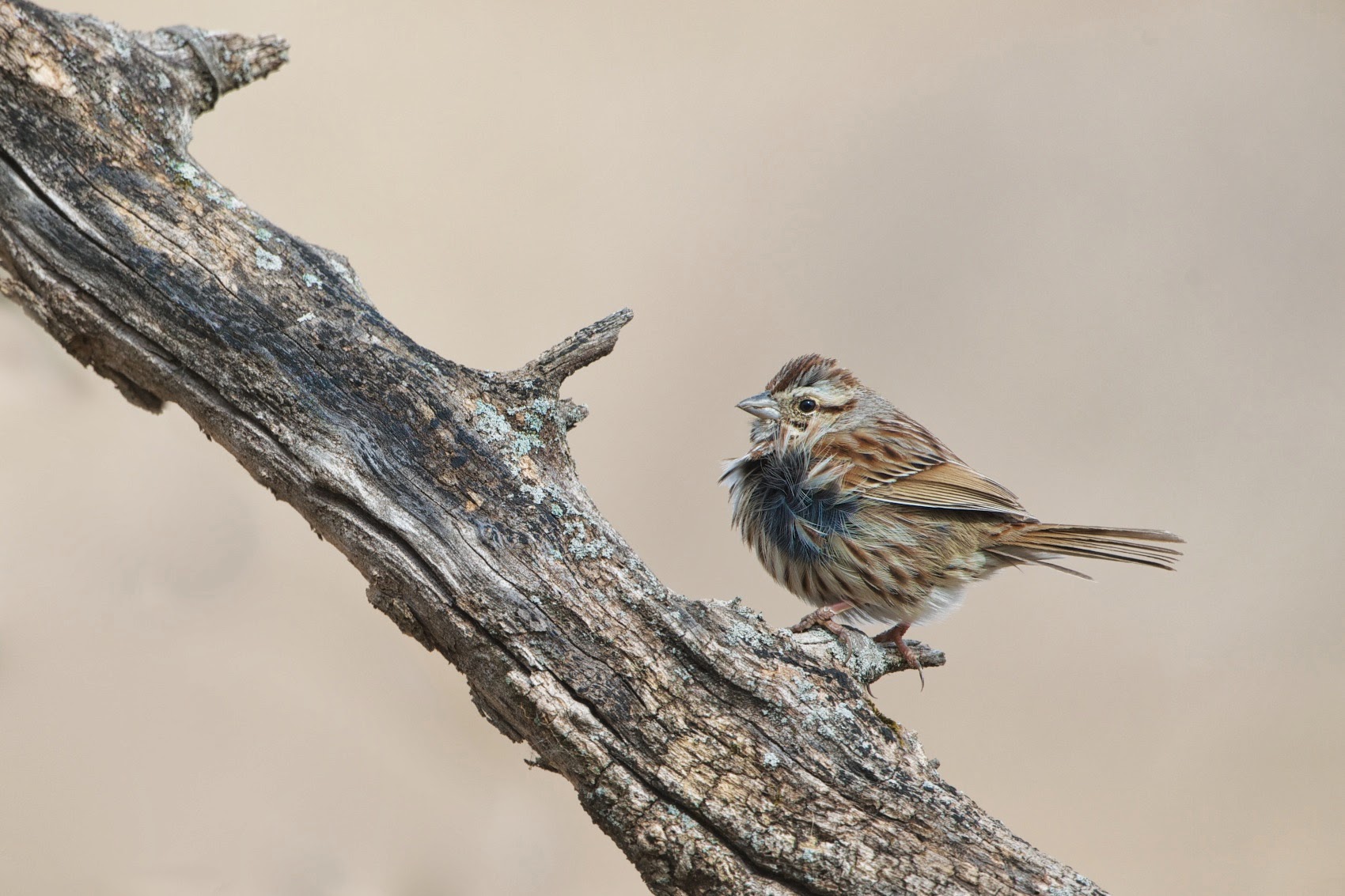 Song Sparrow and a Puff of Wind