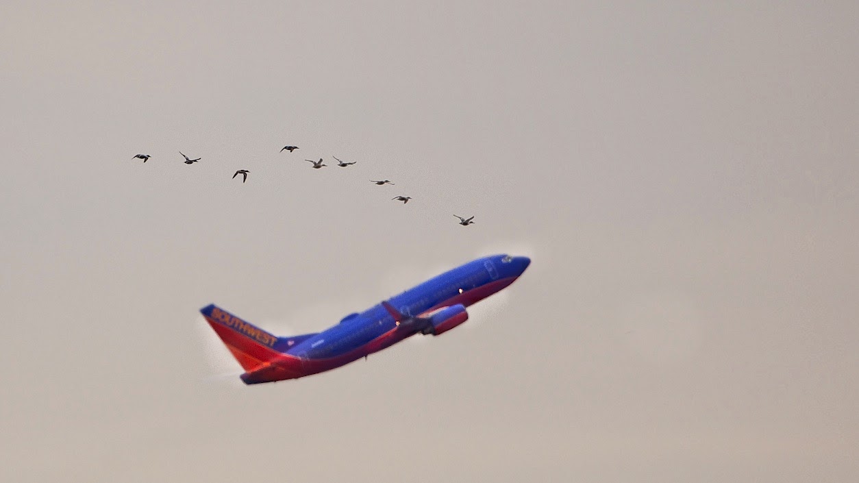 Southwest Goes Northeast Over John Heinz National Wildlife Refuge