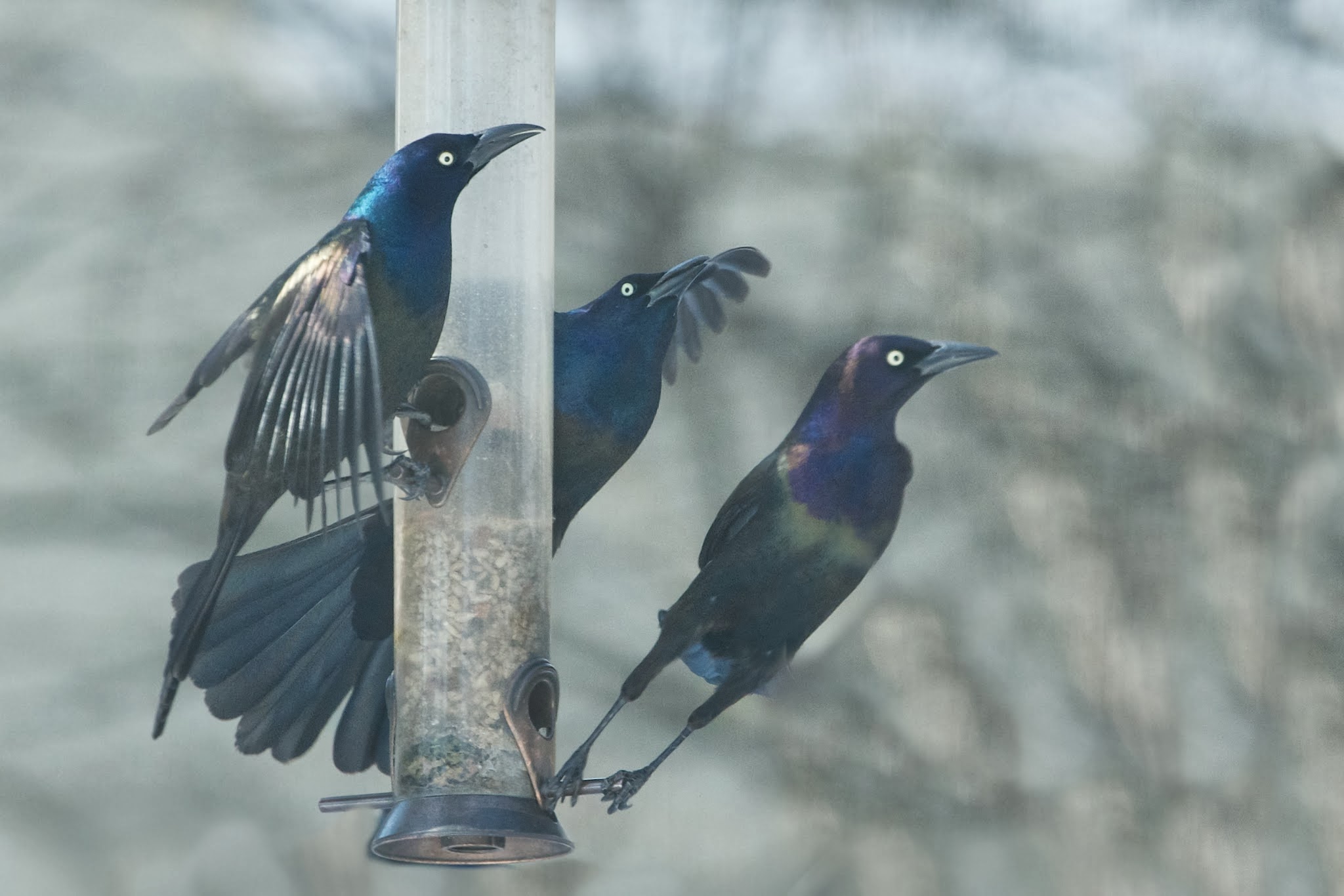 Three Grackles at the Feeder