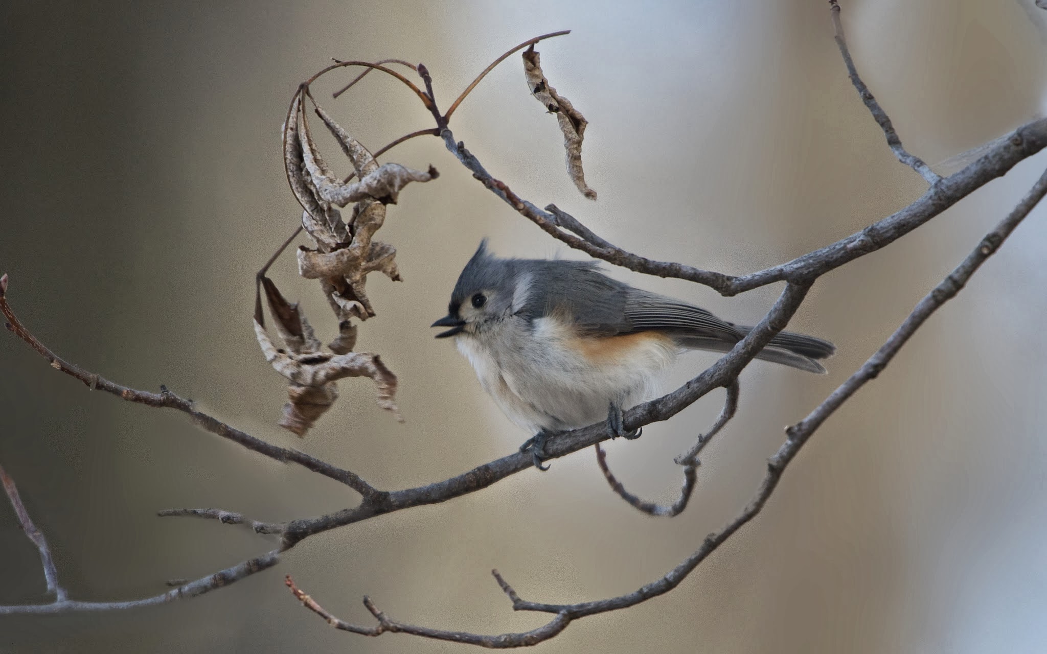 Tufted Titmouse and Brown Leaves