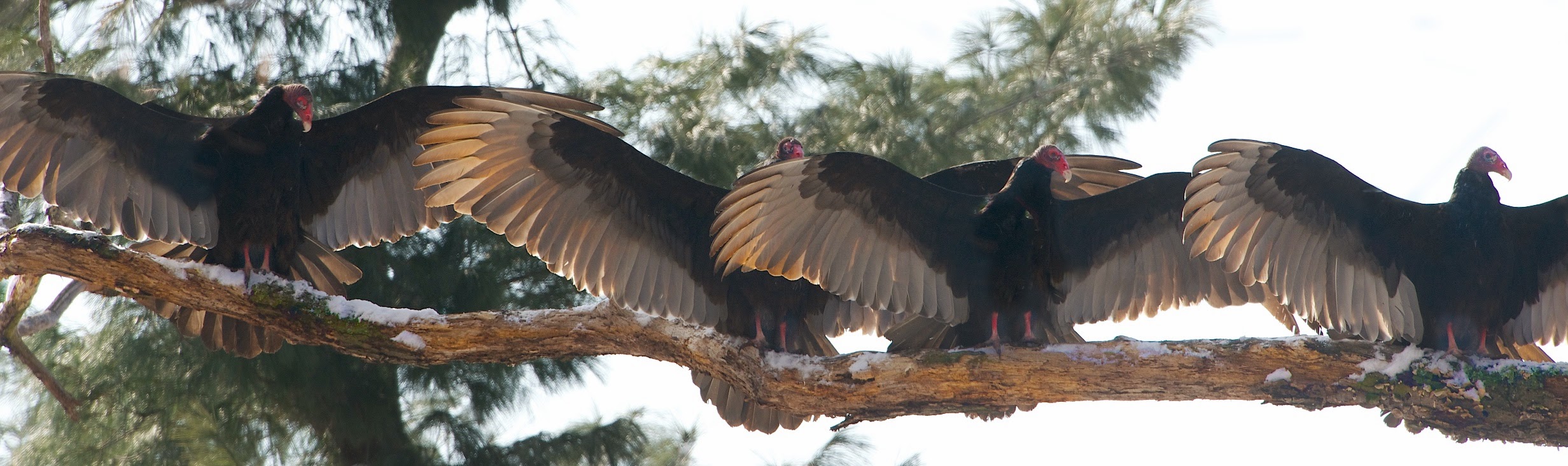 Vultures Drying Their Cold, Cold Wings (Click Vulture for Full Picture)