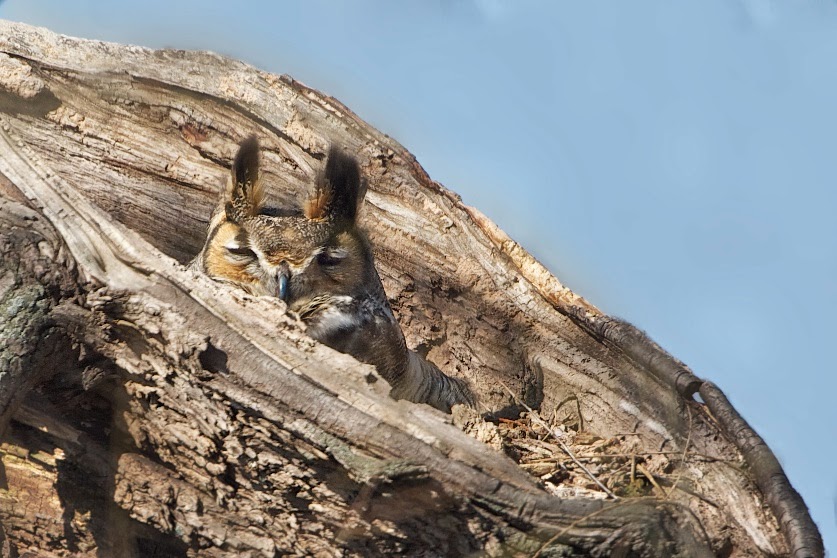 The Well Camouflaged Great Horned Owl