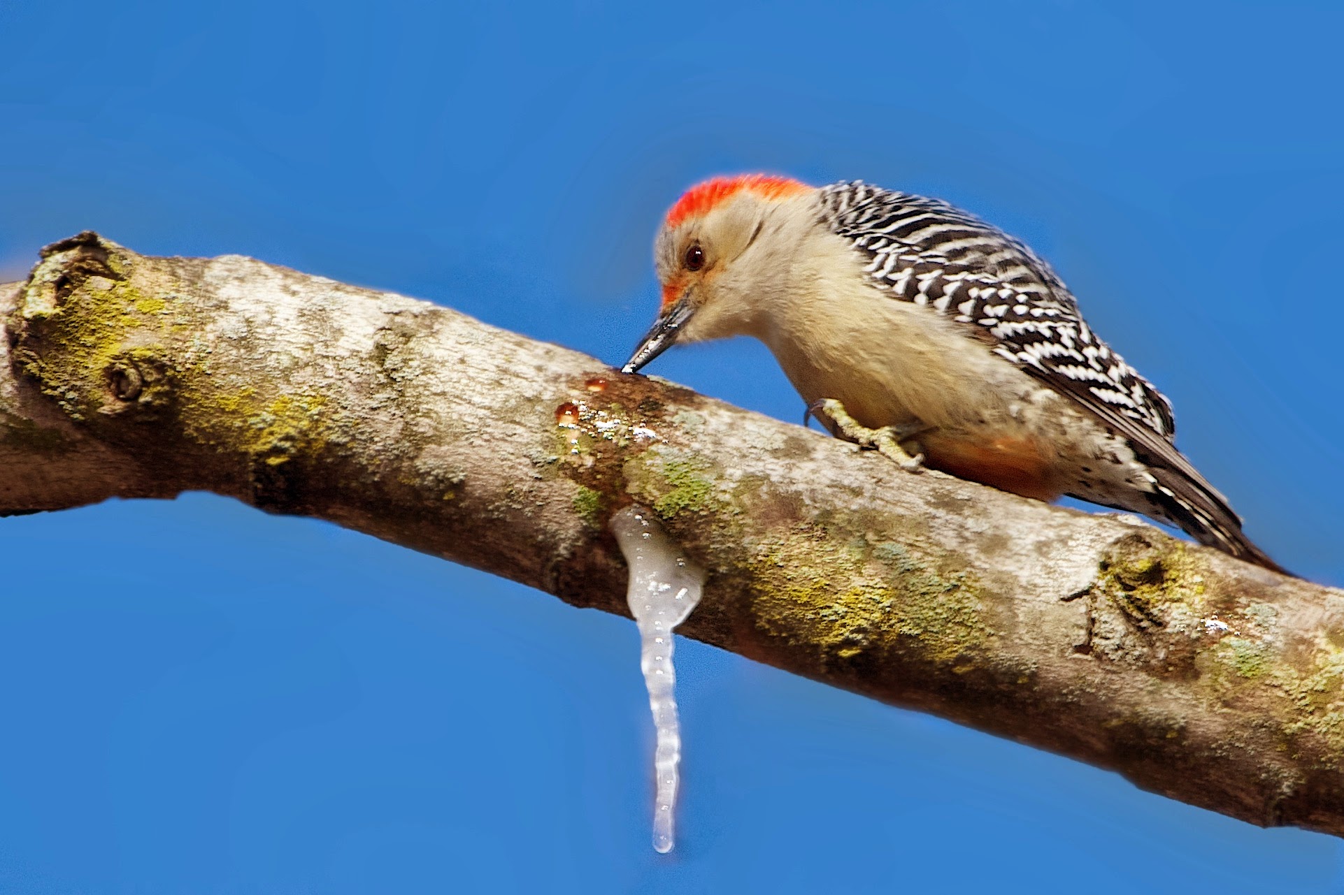 Woodpecker’s Frozen Water Fountain
