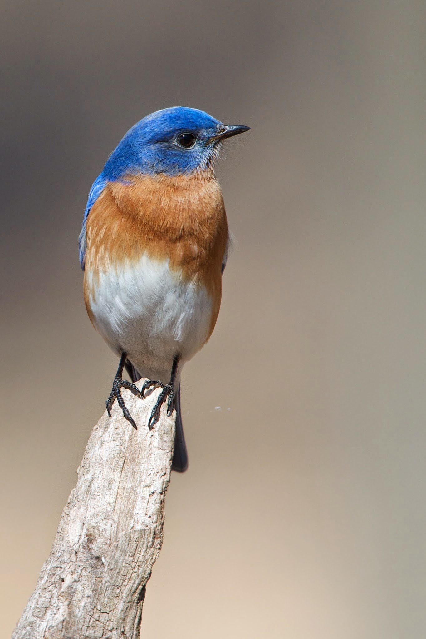 Beautiful Bluebird