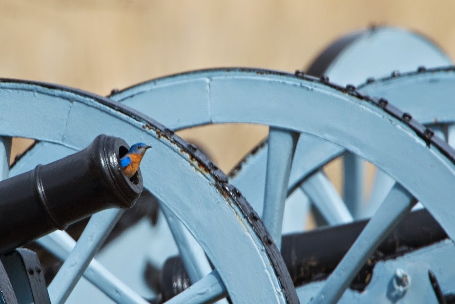 Bluebird in the Cannon