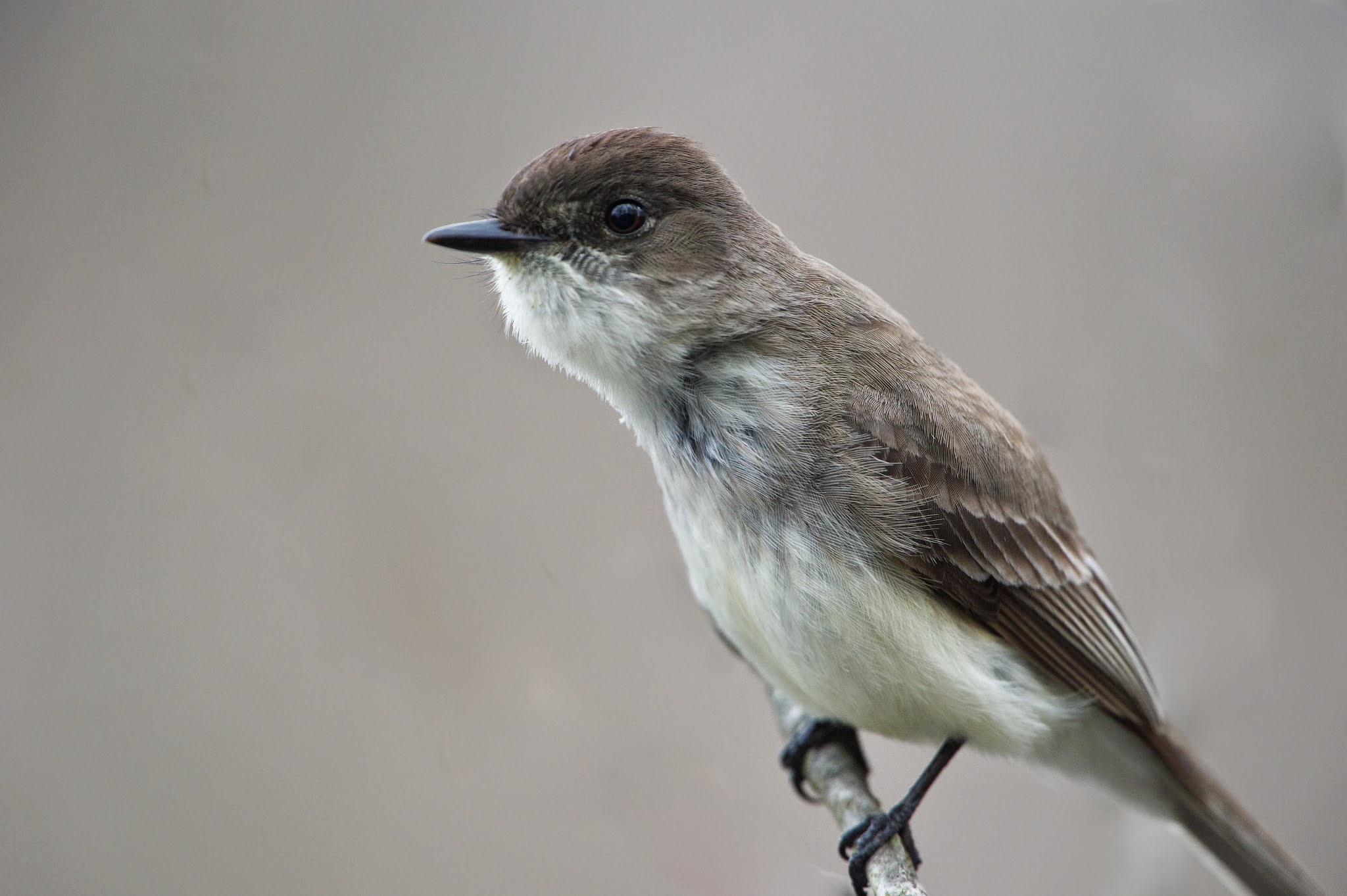 Close Up of the Eastern Phoebe