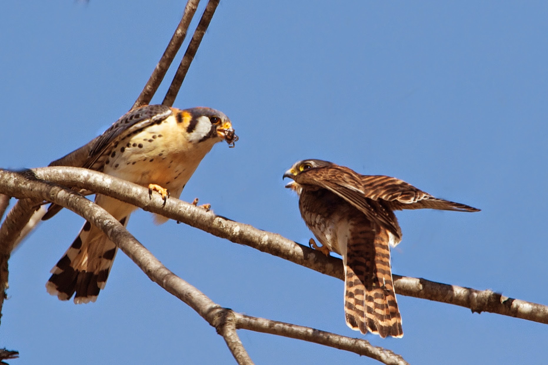 Dad Brings Mom a Spider (Click Kestrel for Better View)