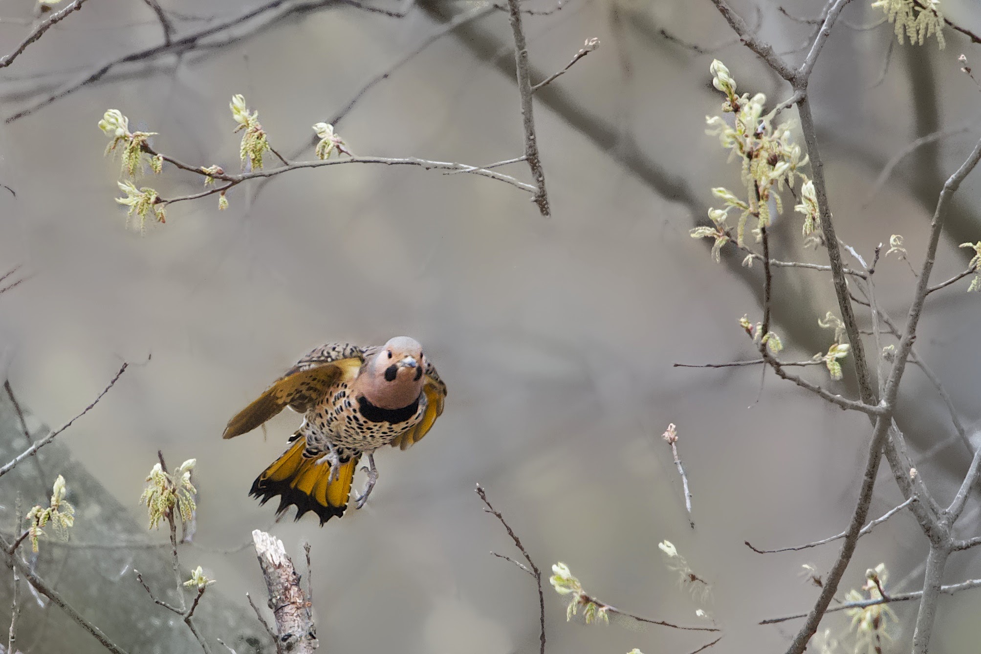 Northern Flicker Coming Through the Branches