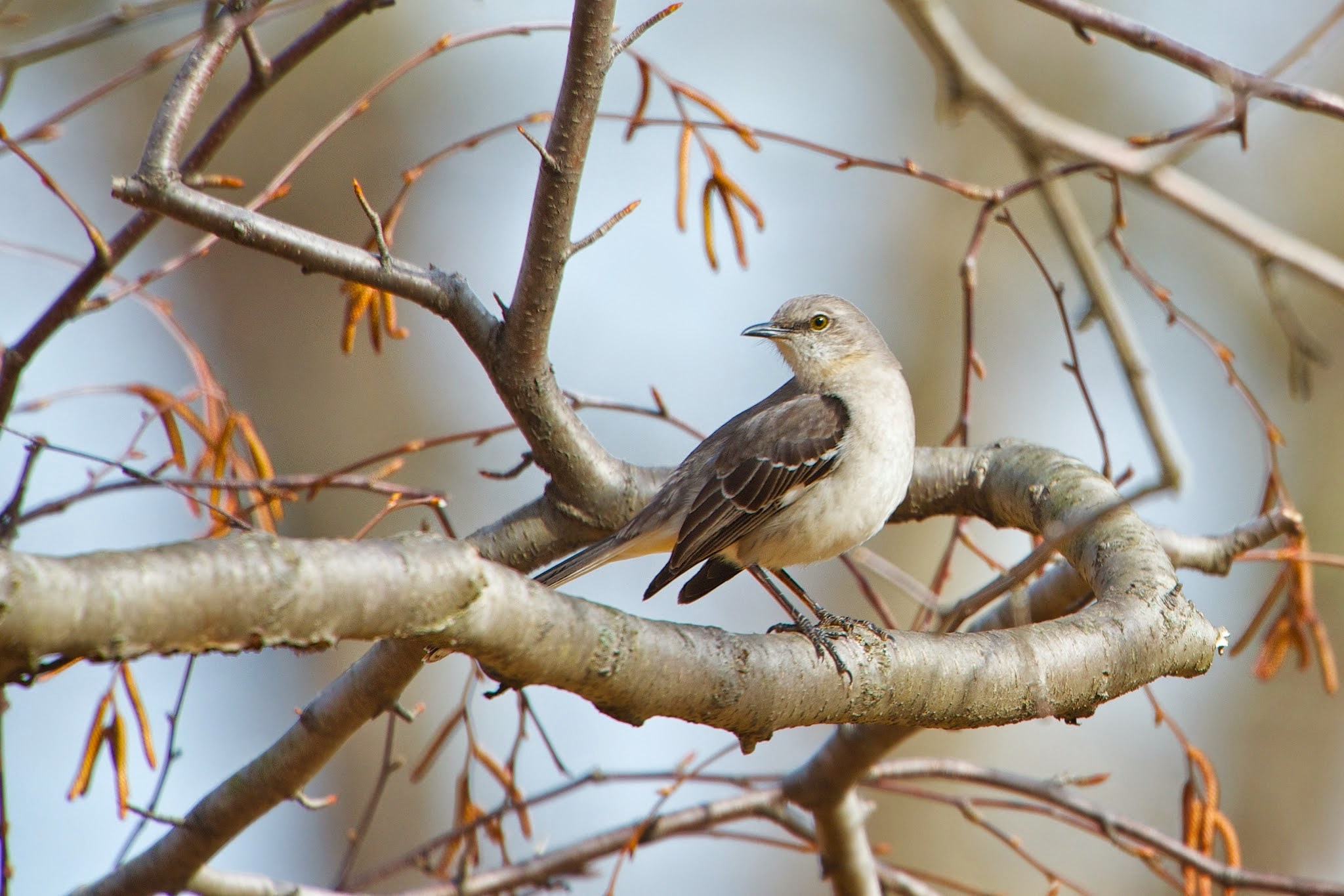 Mockingbird on a Branch