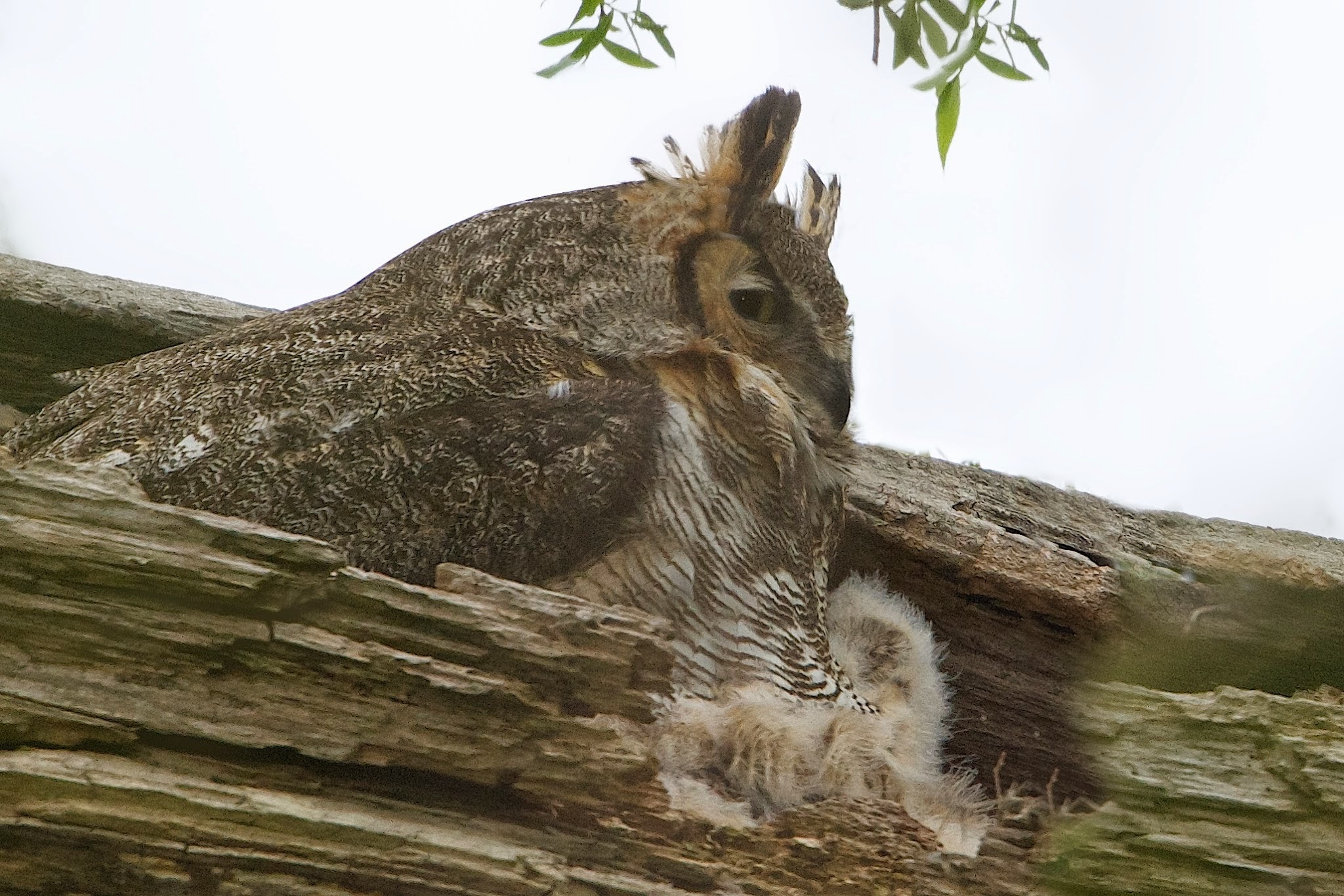 Mom and Baby Great Horned Owl
