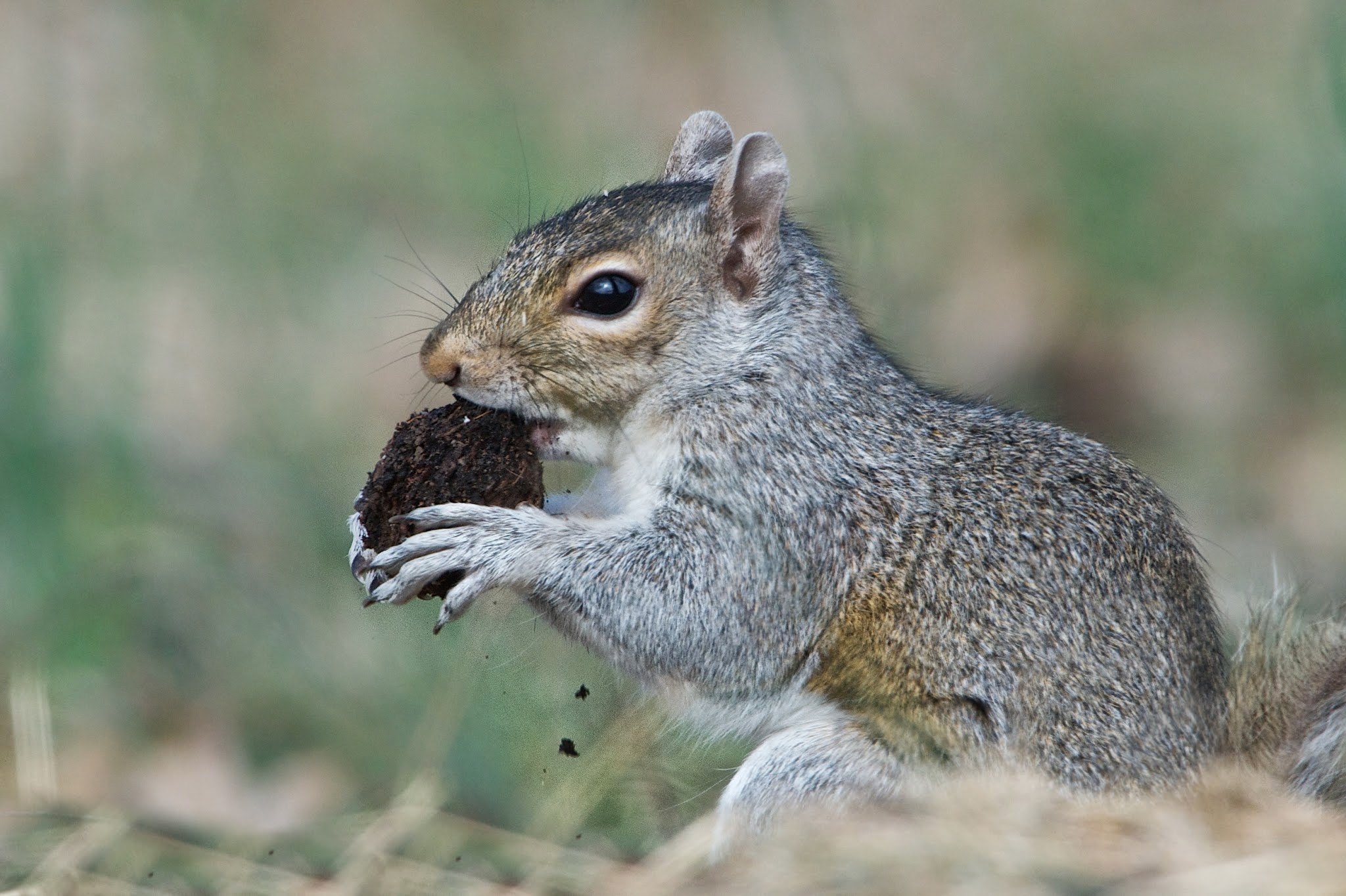 One Great Nut – Again