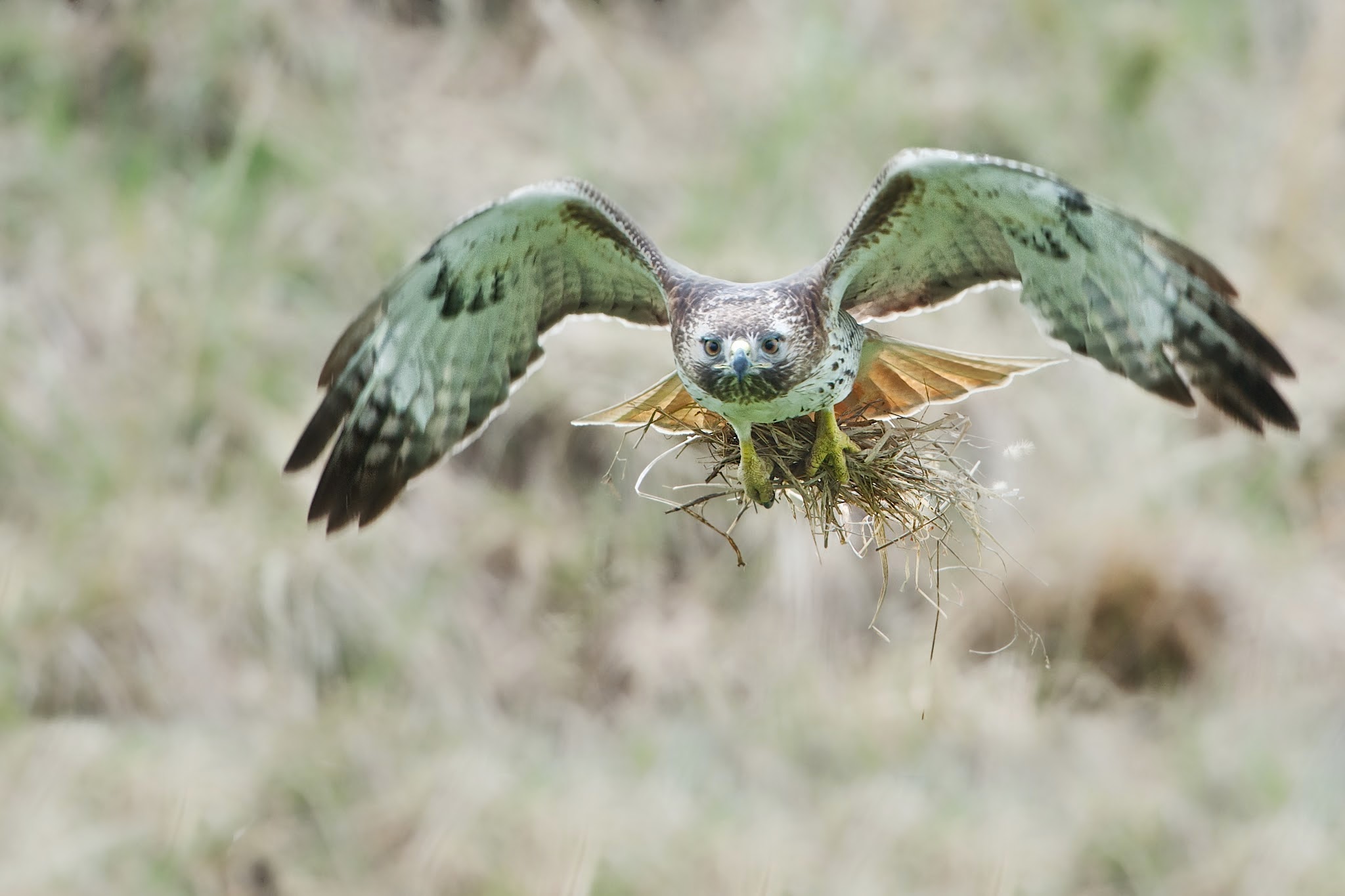 Red Tailed Hawk and Empty Grass (Click Hawk for Better View)