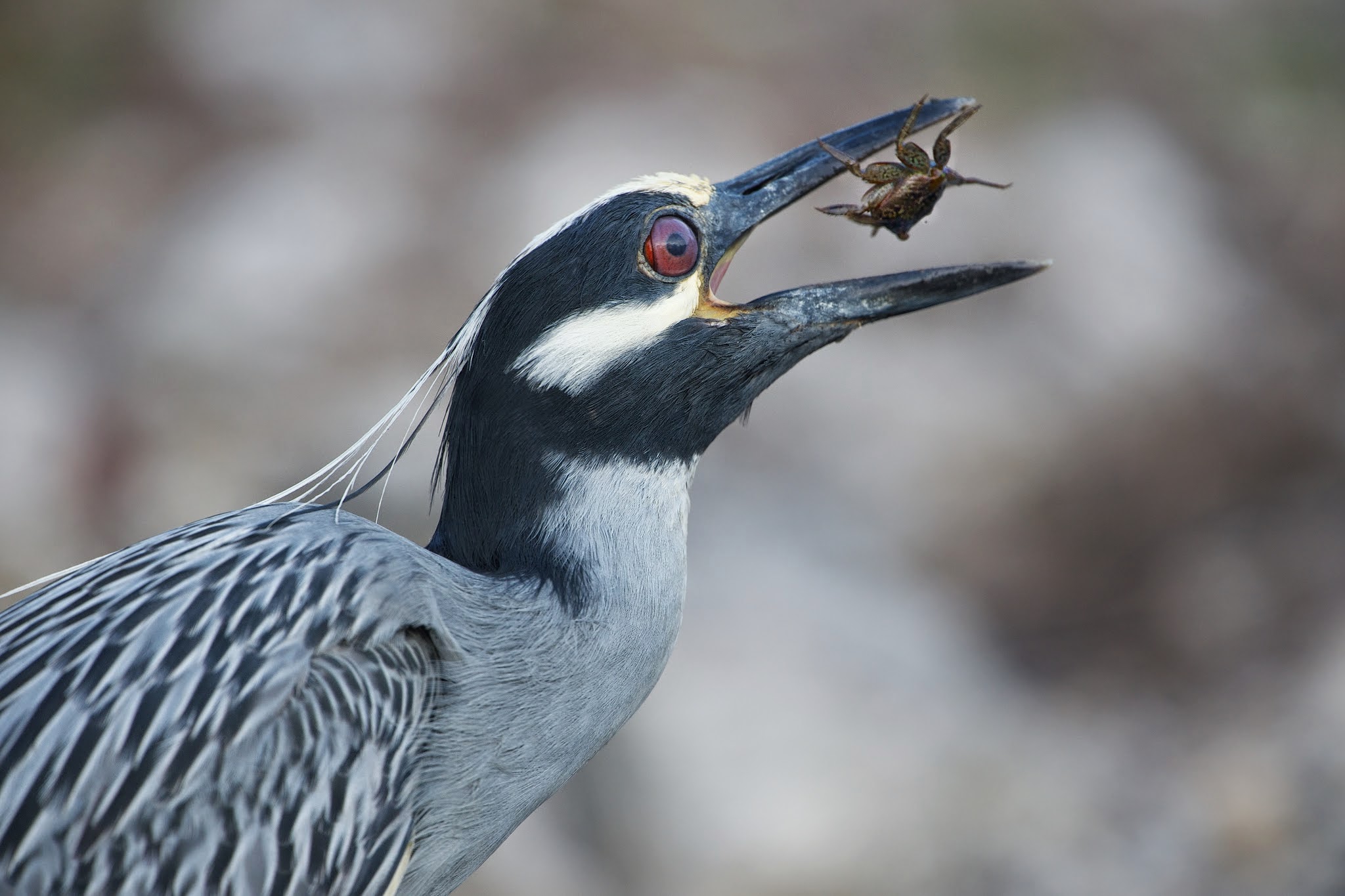 Yellow Crowned Night Heron and Snack