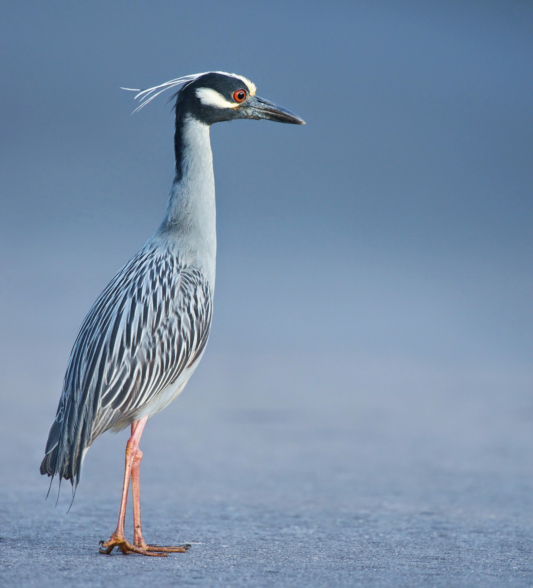 Yellow Crowned Night Heron
