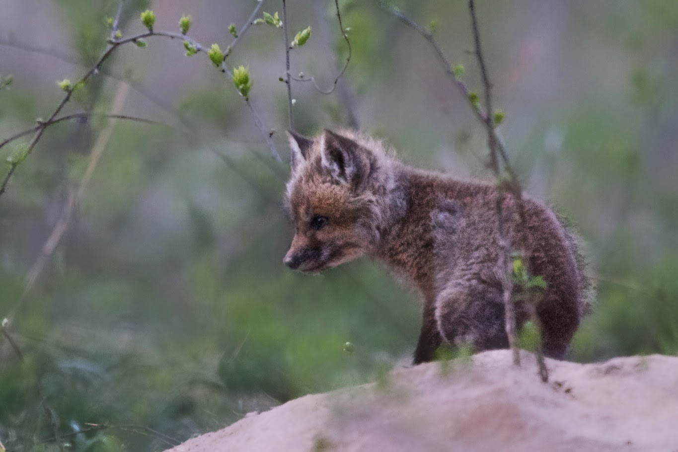 Baby Fox on the Mound