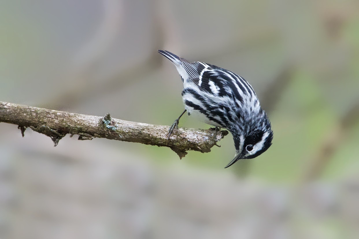 Black and White Warbler