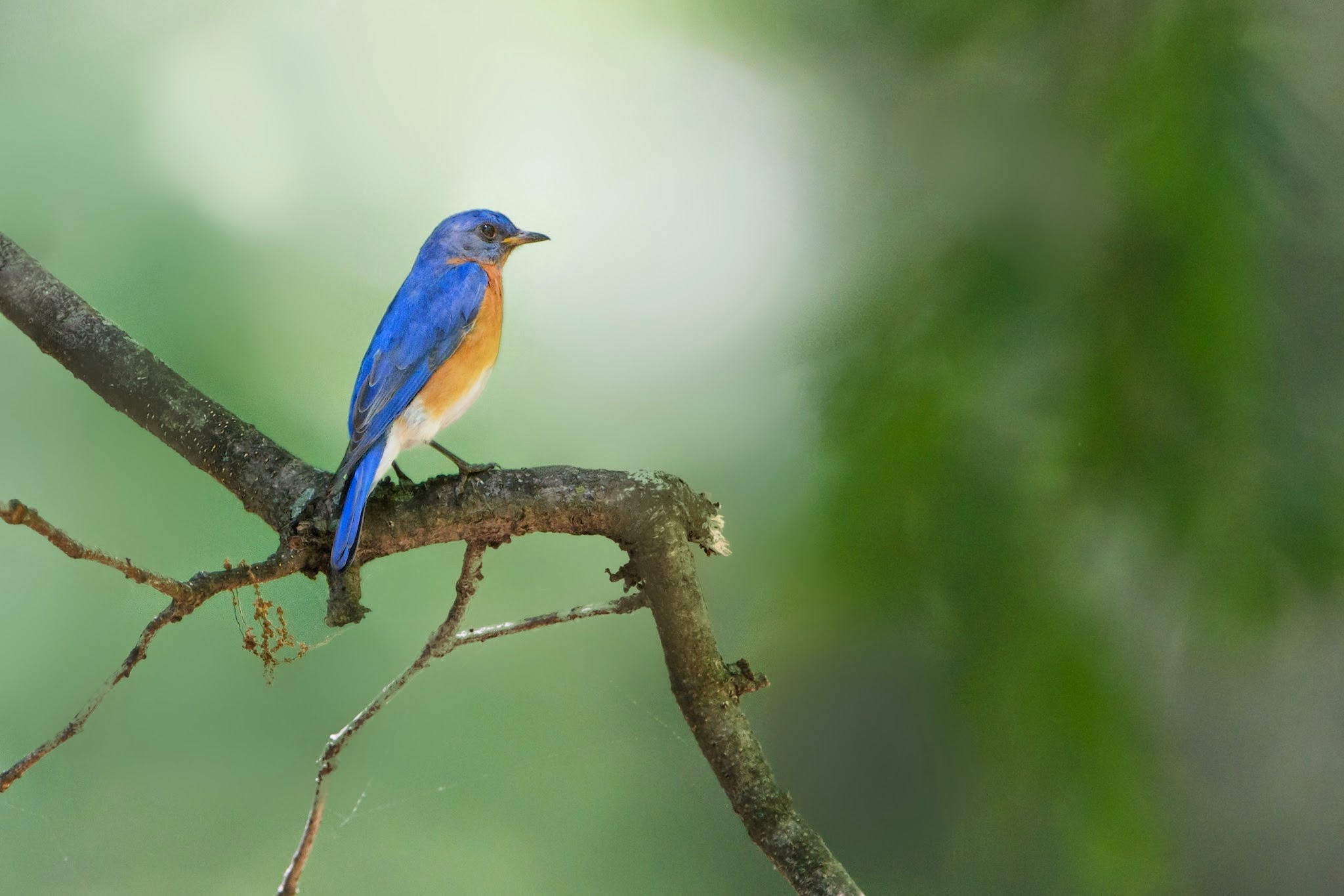 Little Bluebird in the Woods
