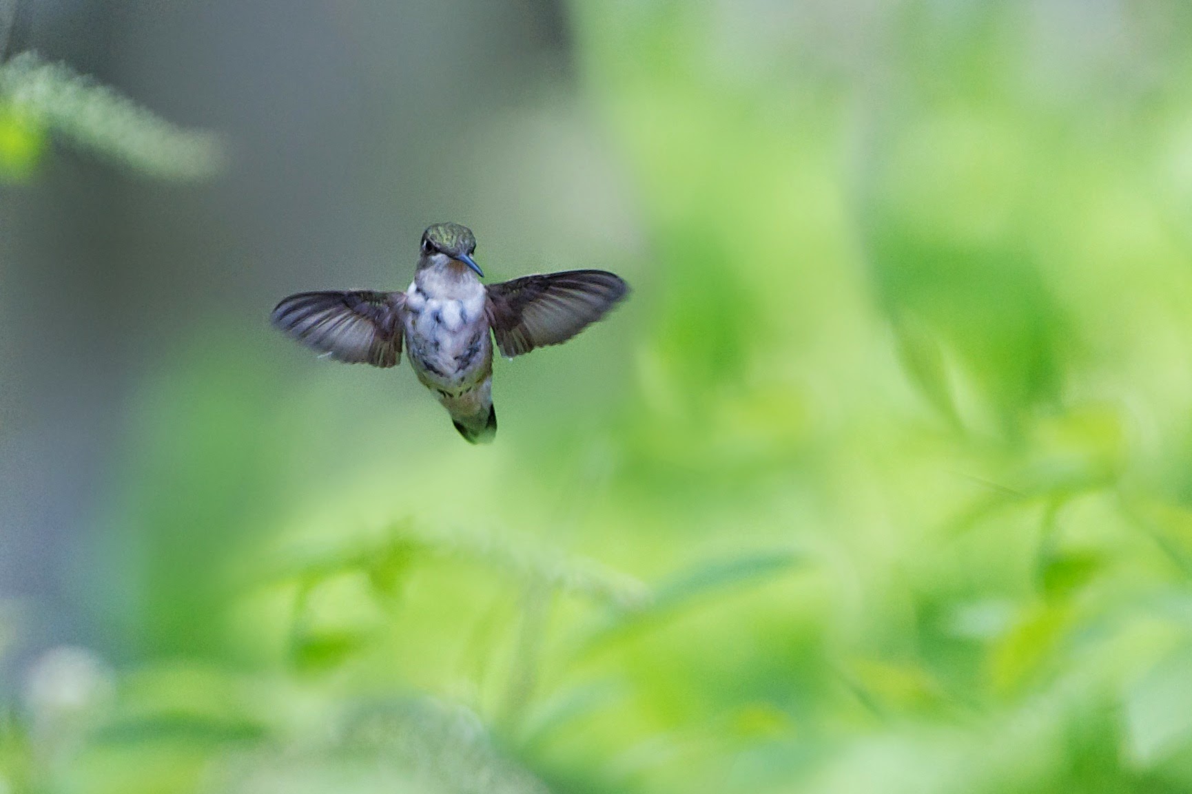 Female Ruby Throat in My Garden