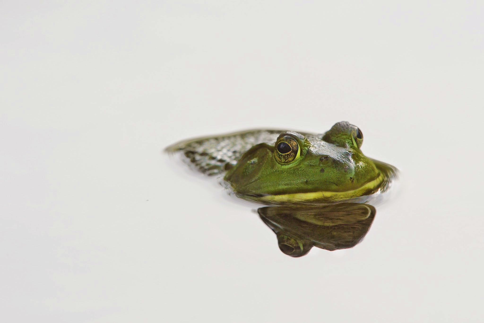 Frog in the Pond