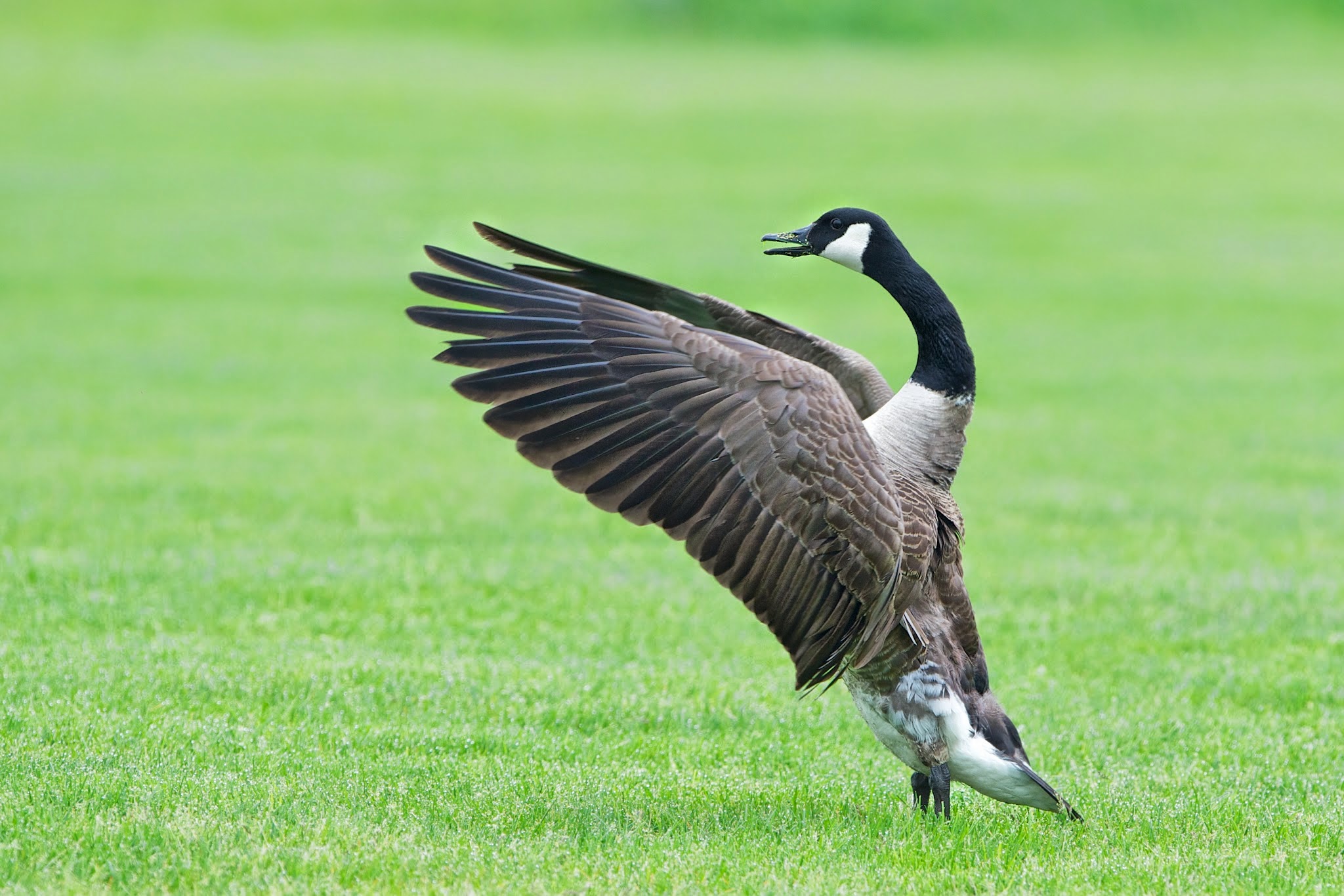 Check Out Those Wings!