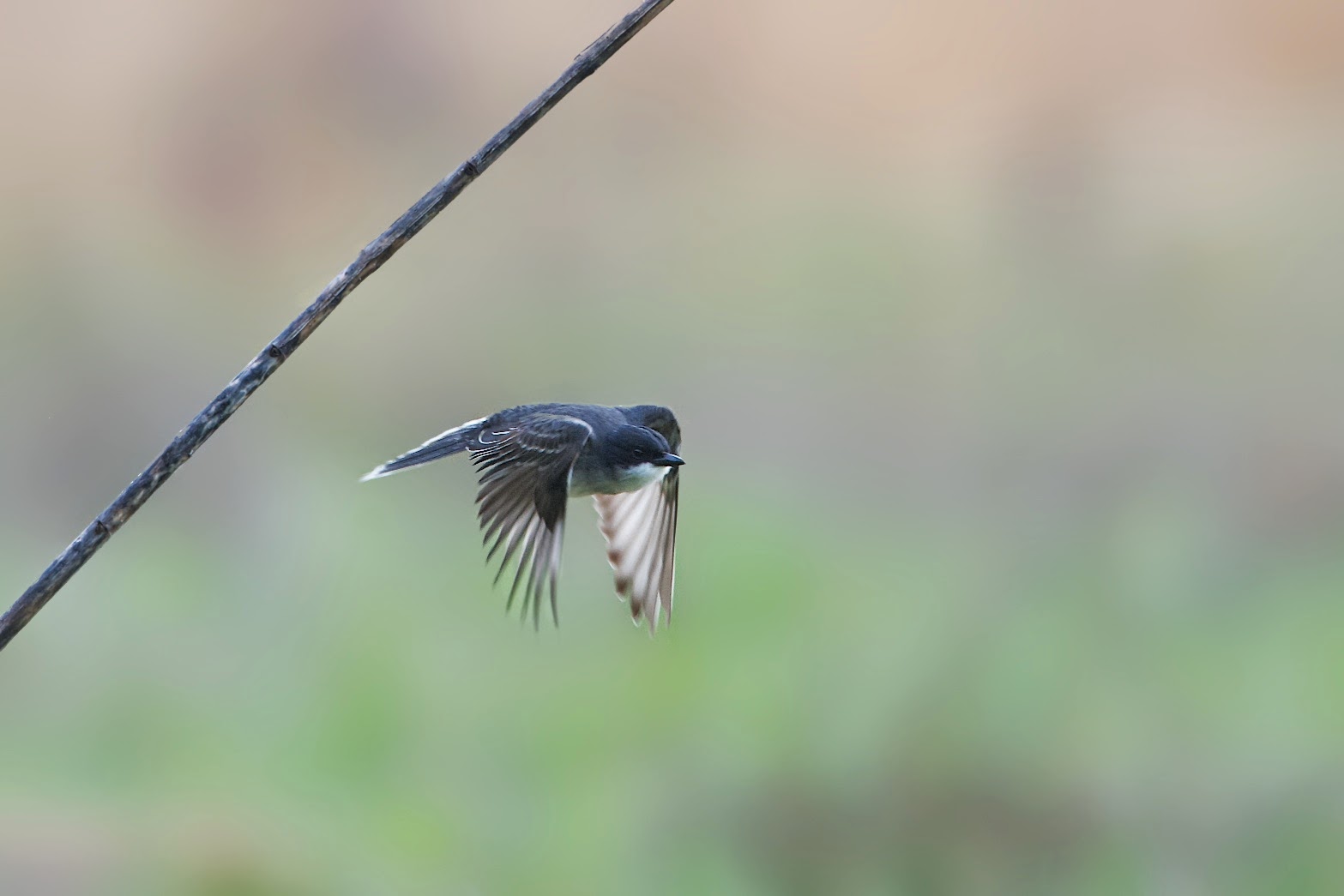 Kingbird on the Wing in Valley Forge