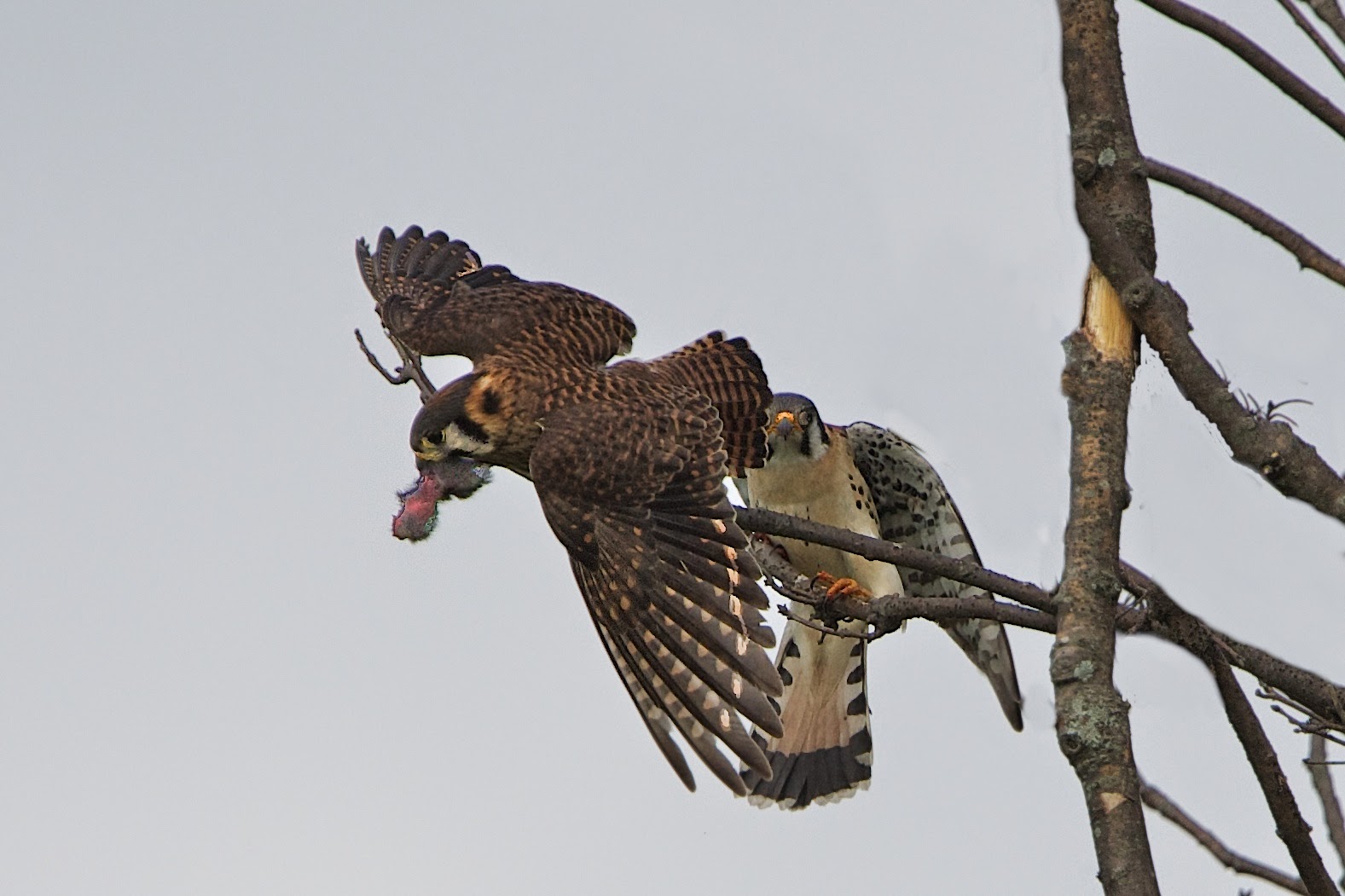 A Morning with the American Kestrels