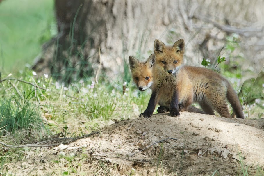 Little Foxes