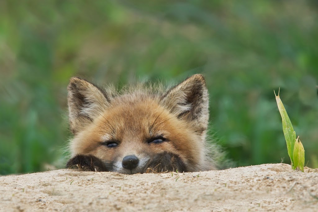 Wishing Mom Would Come Back with a Mouse