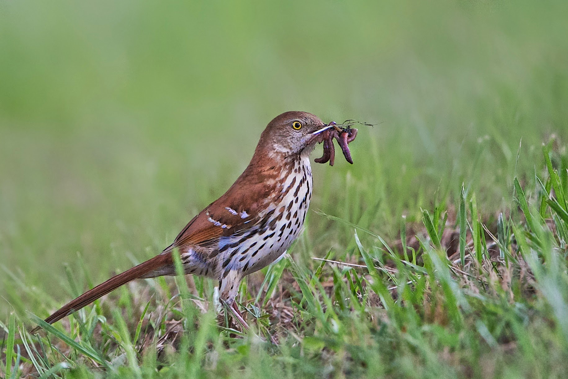 Brown Thrasher Bringing Home the Bacon at Valley Forge