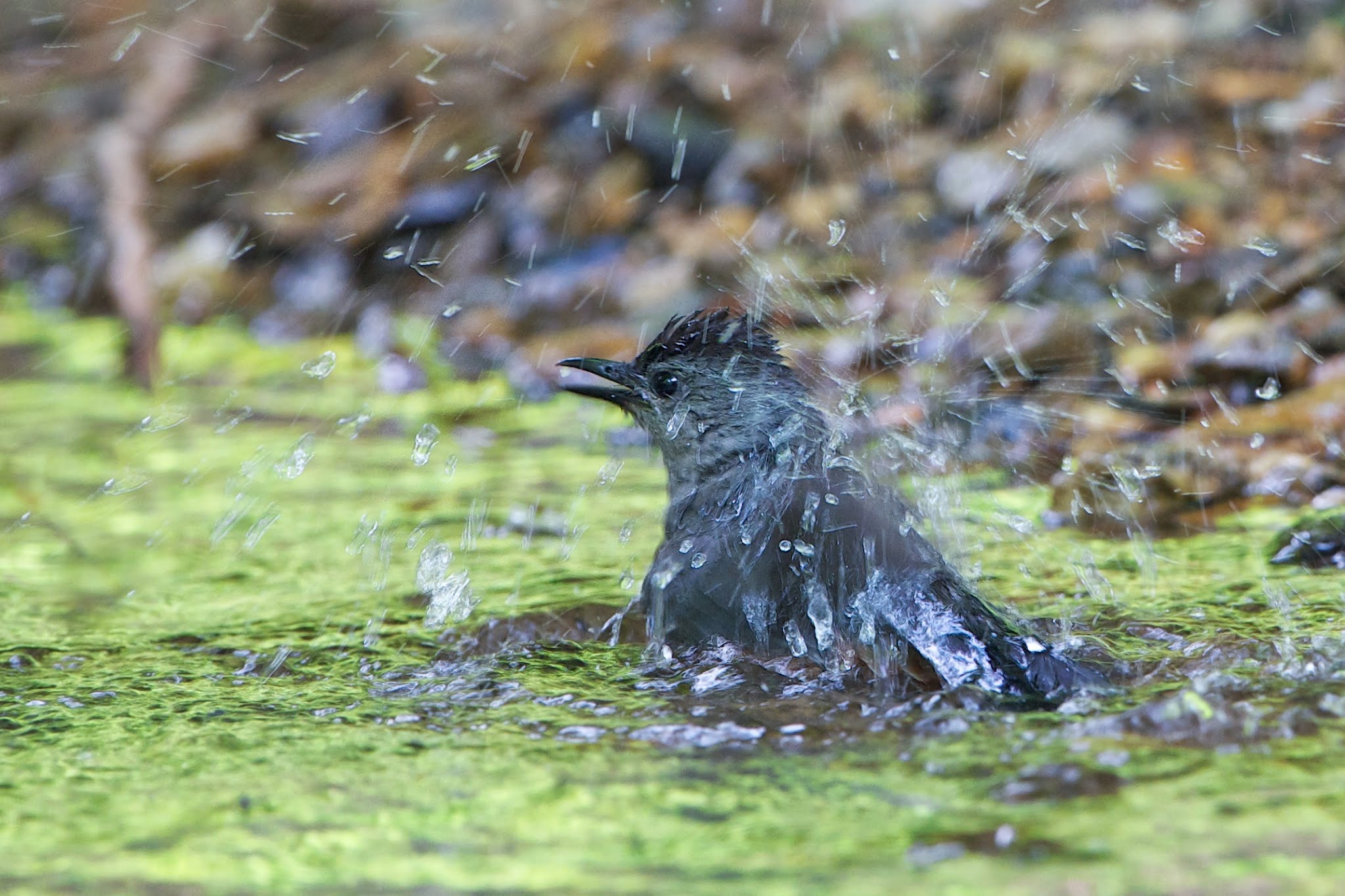 Cat Bird Bath