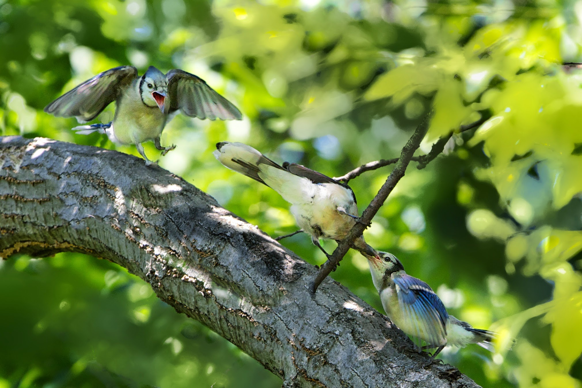 Hey, What About Me??!! (Click for MUCH better view.)