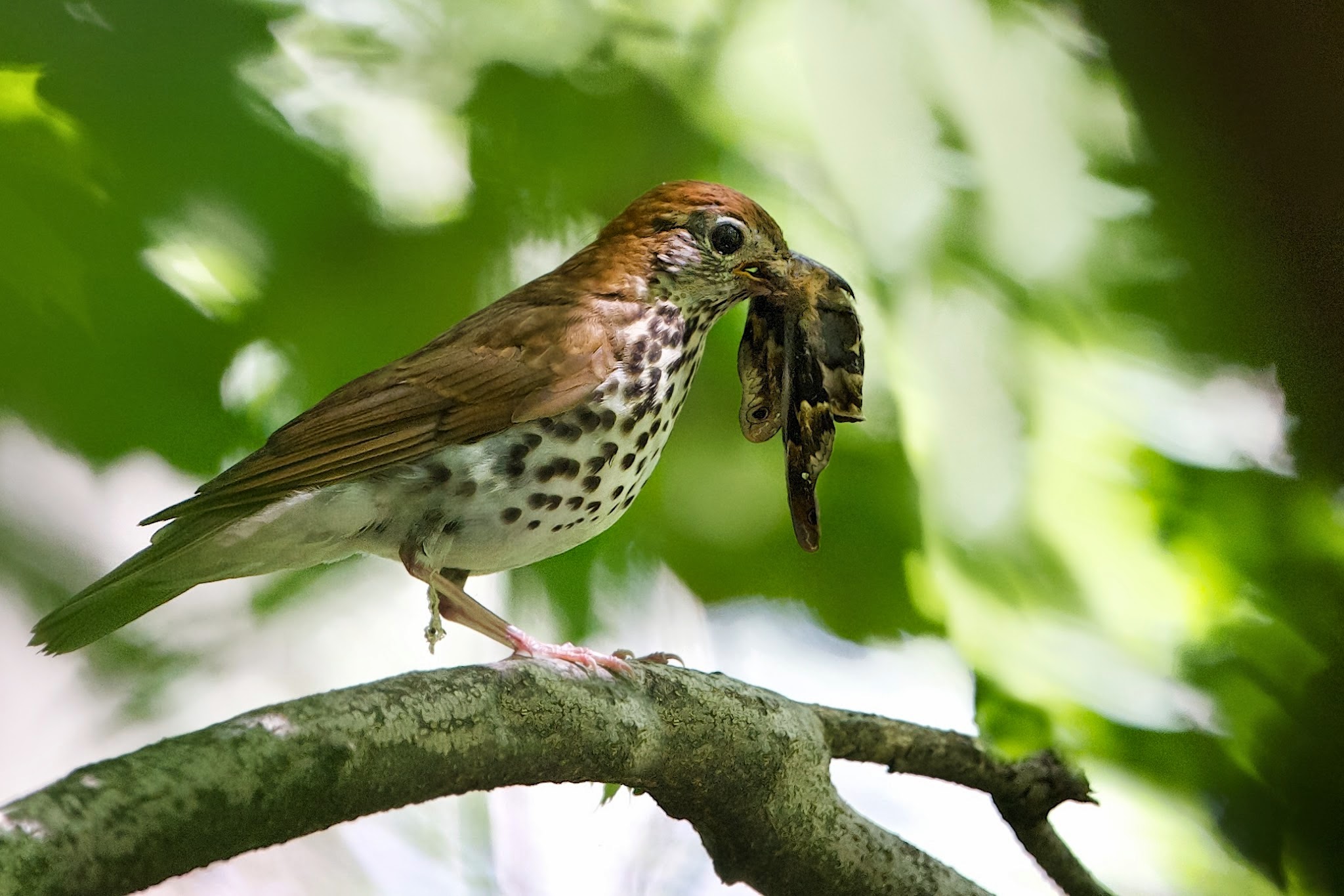 Is That a Snake in the Mouth of a Wood Thrush??