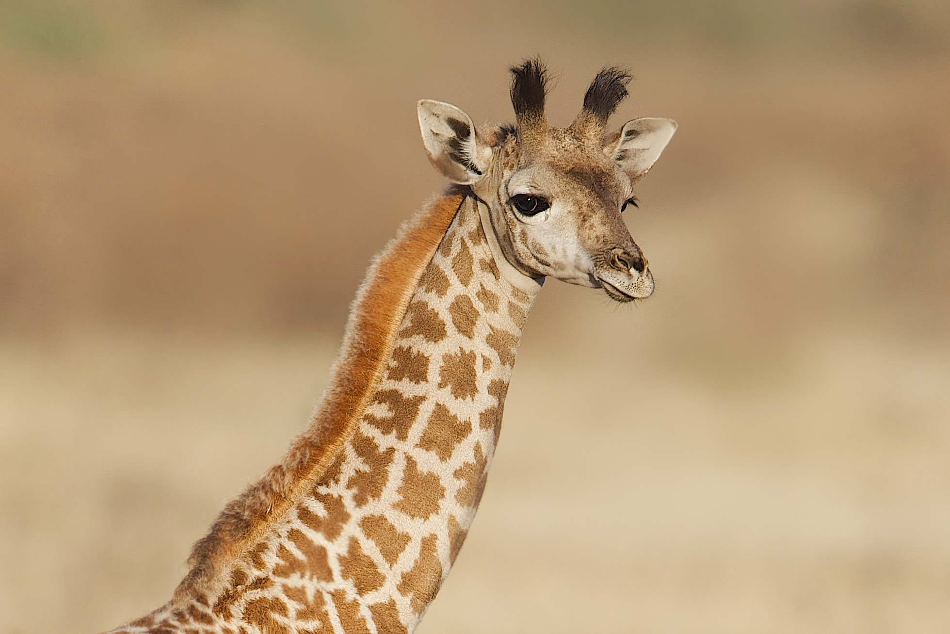 Baby Giraffe Posing for His Headshot on the Serengeti
