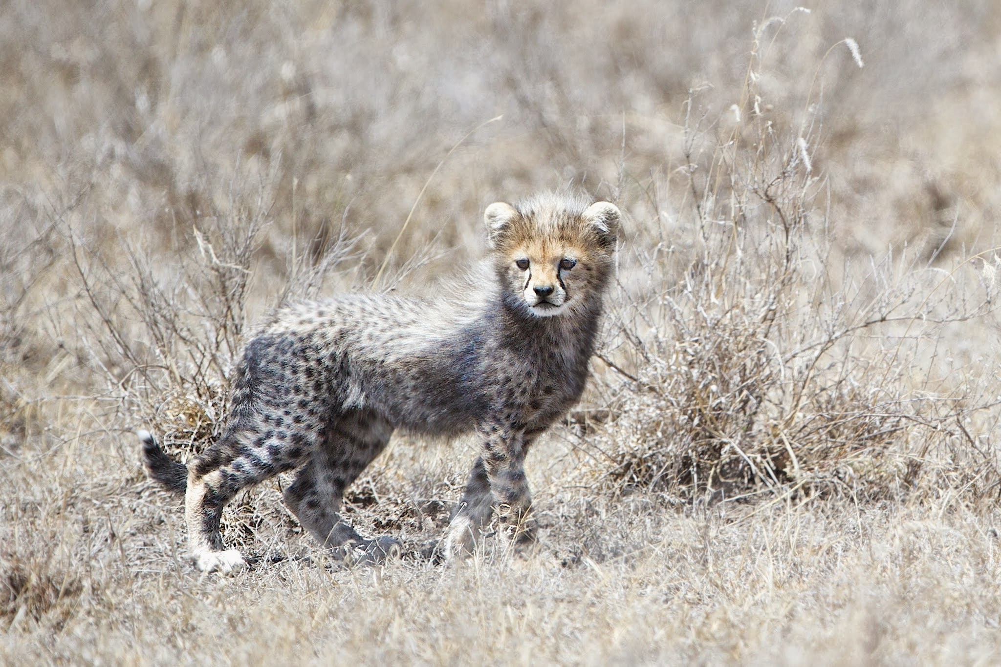 The Cheetah Cub