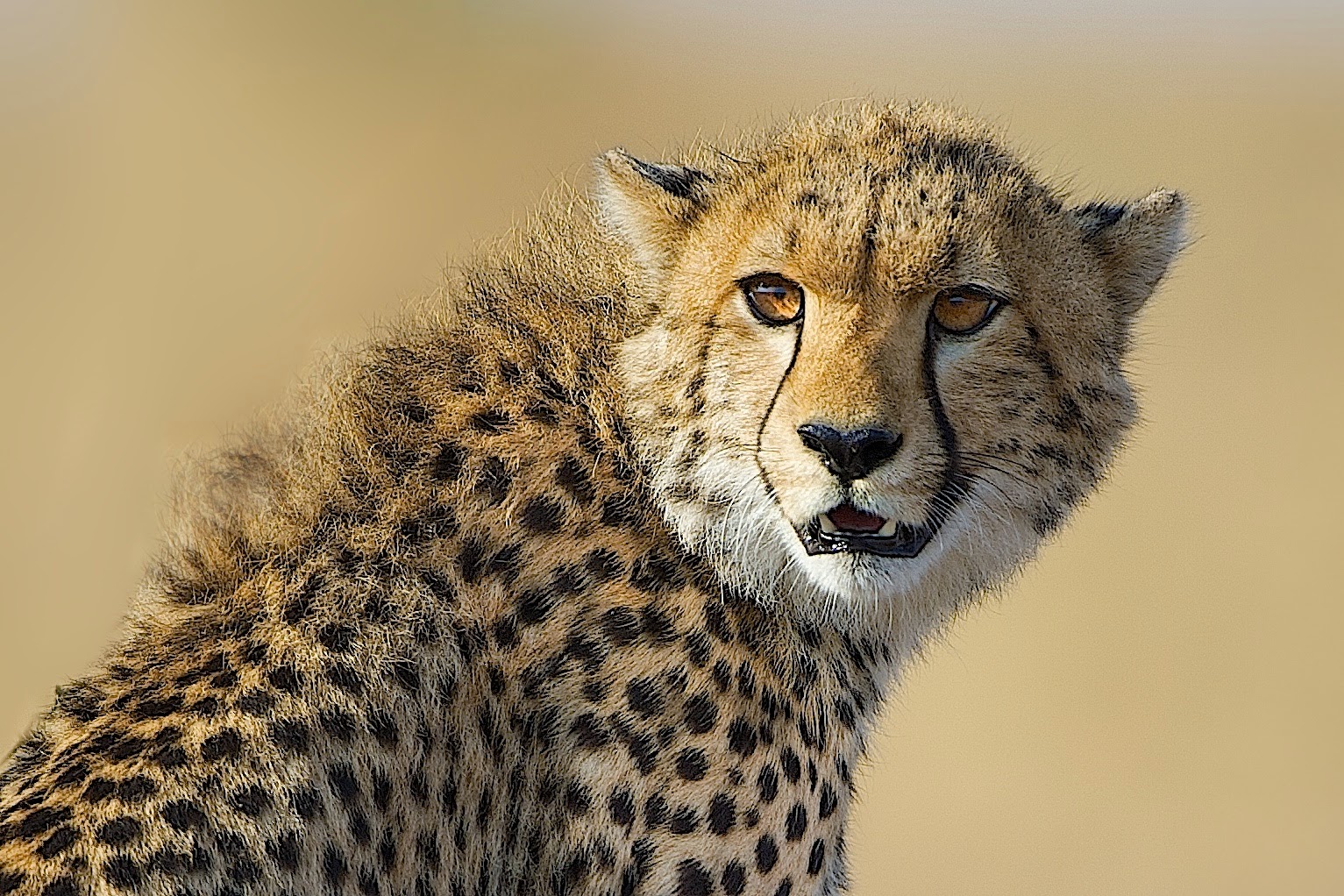 Cheetah Cub Almost Fully Grown