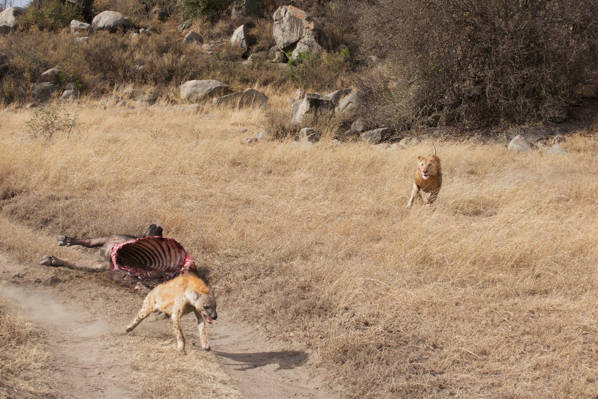 Home, Home on the Range
