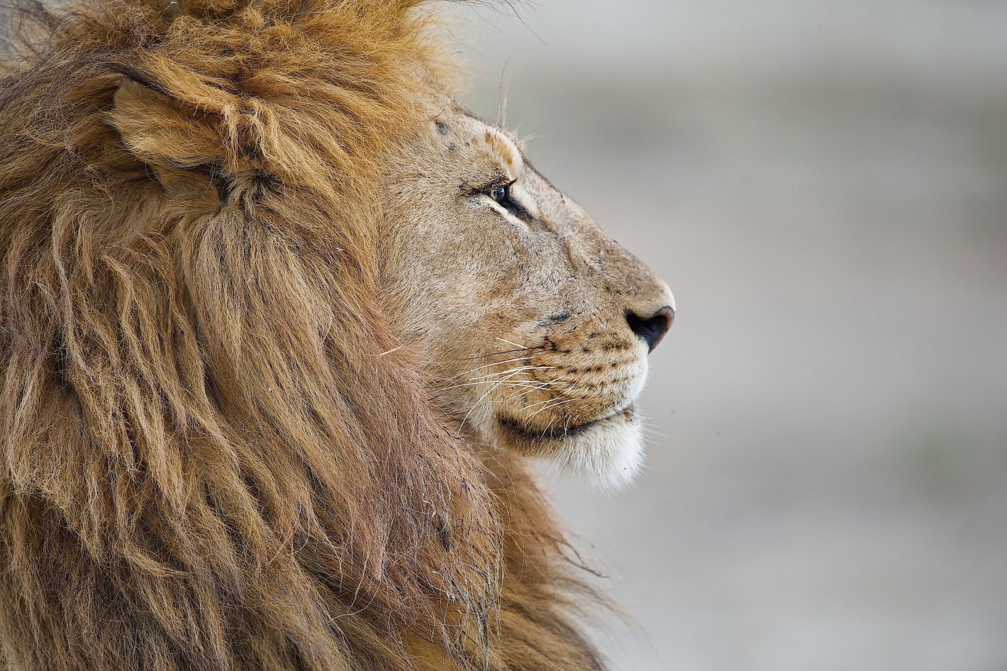 Papa, Mama, and the Little Tyke (click to enlarge)