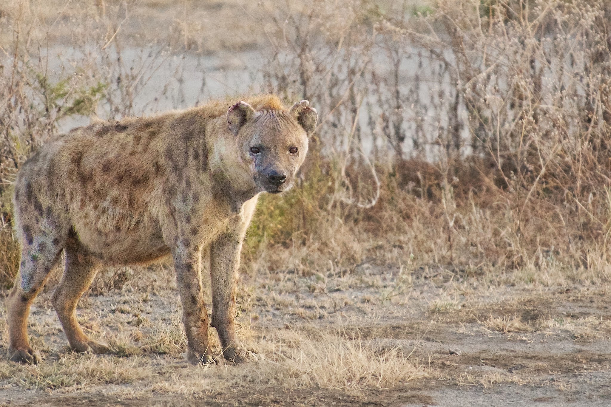 Don’t Meet This Guy While Out Walking Alone