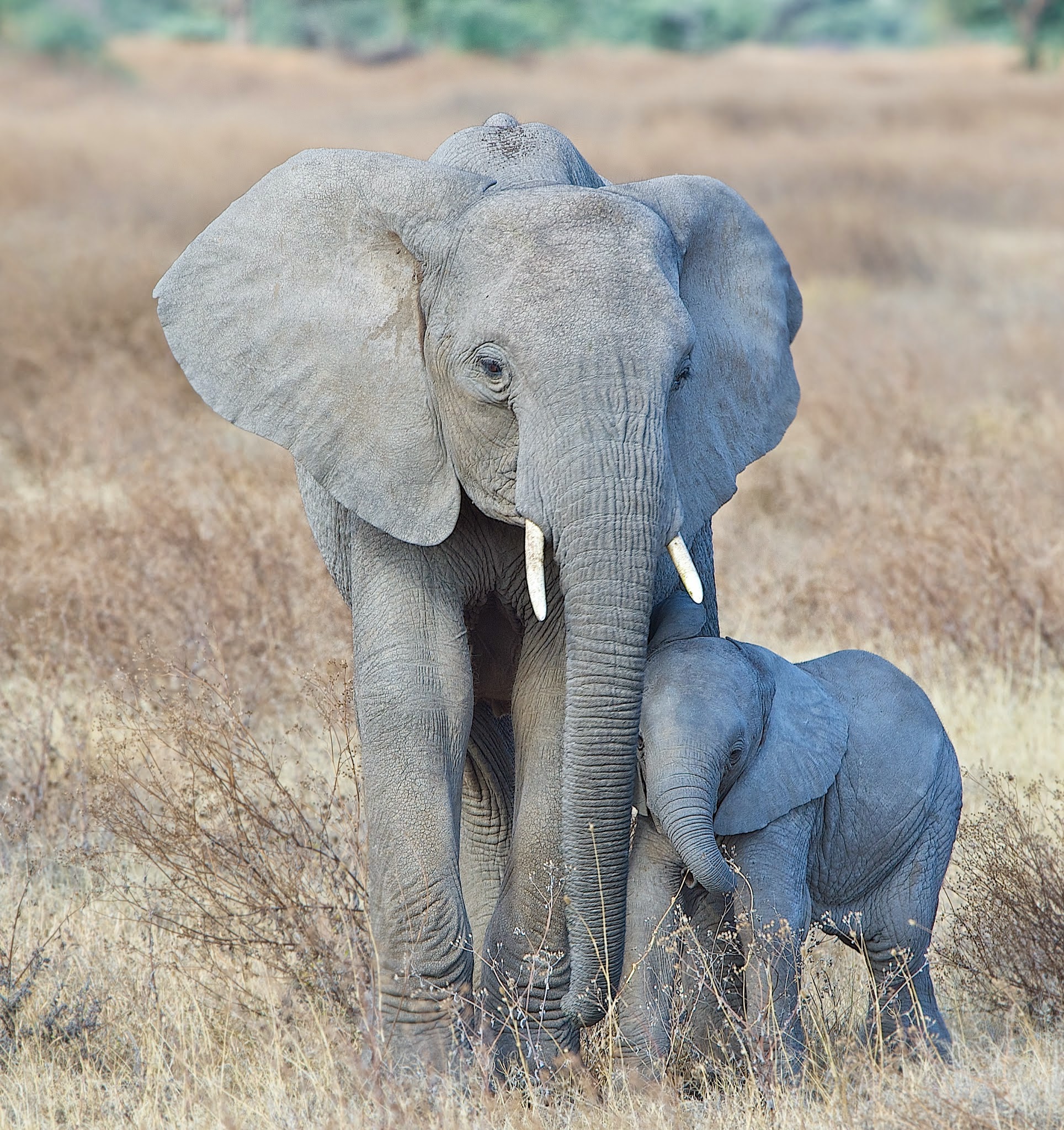 I’m Just a Little Shy (Click for better view.)