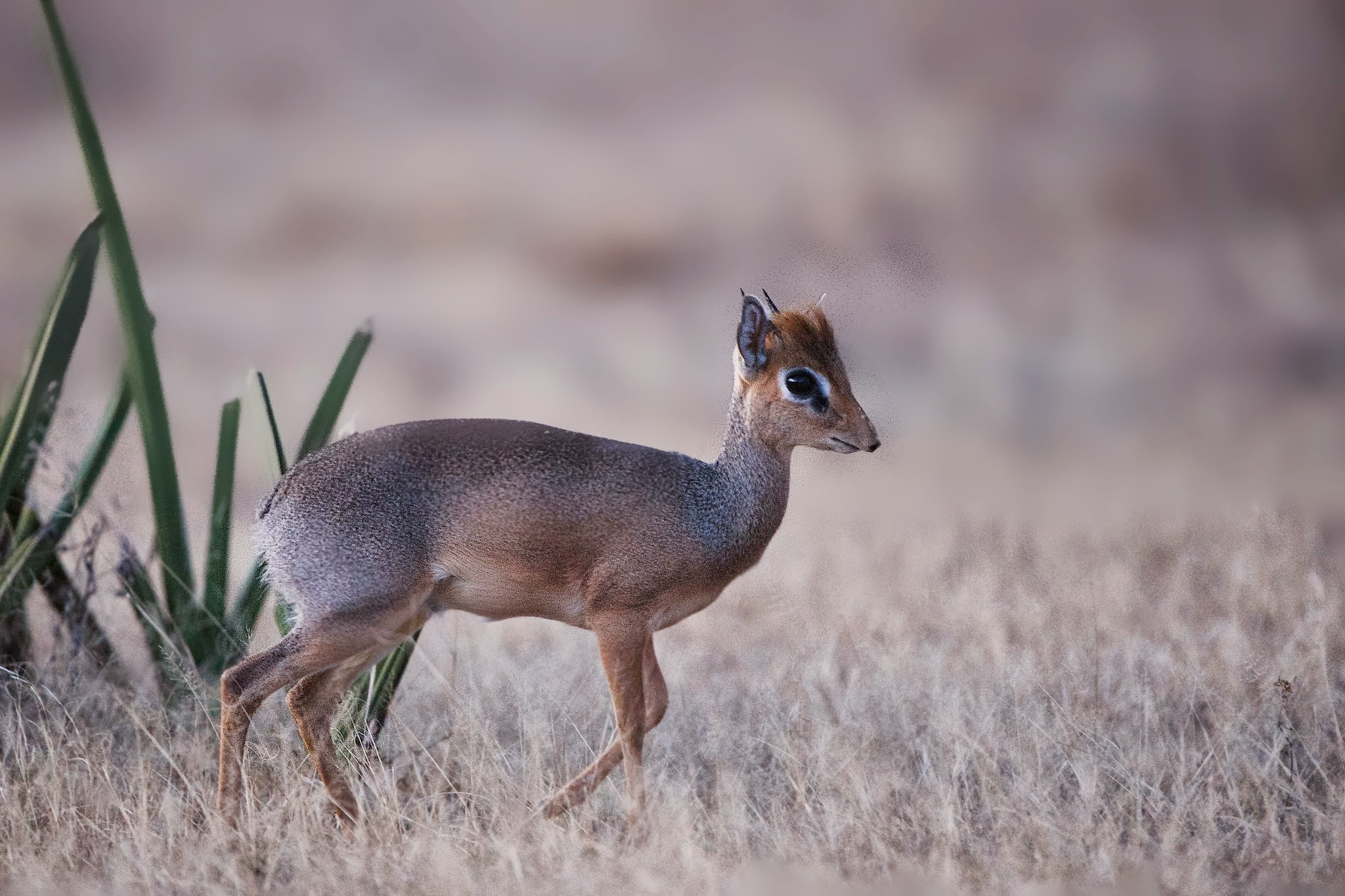 Little Tiny Dik Dik