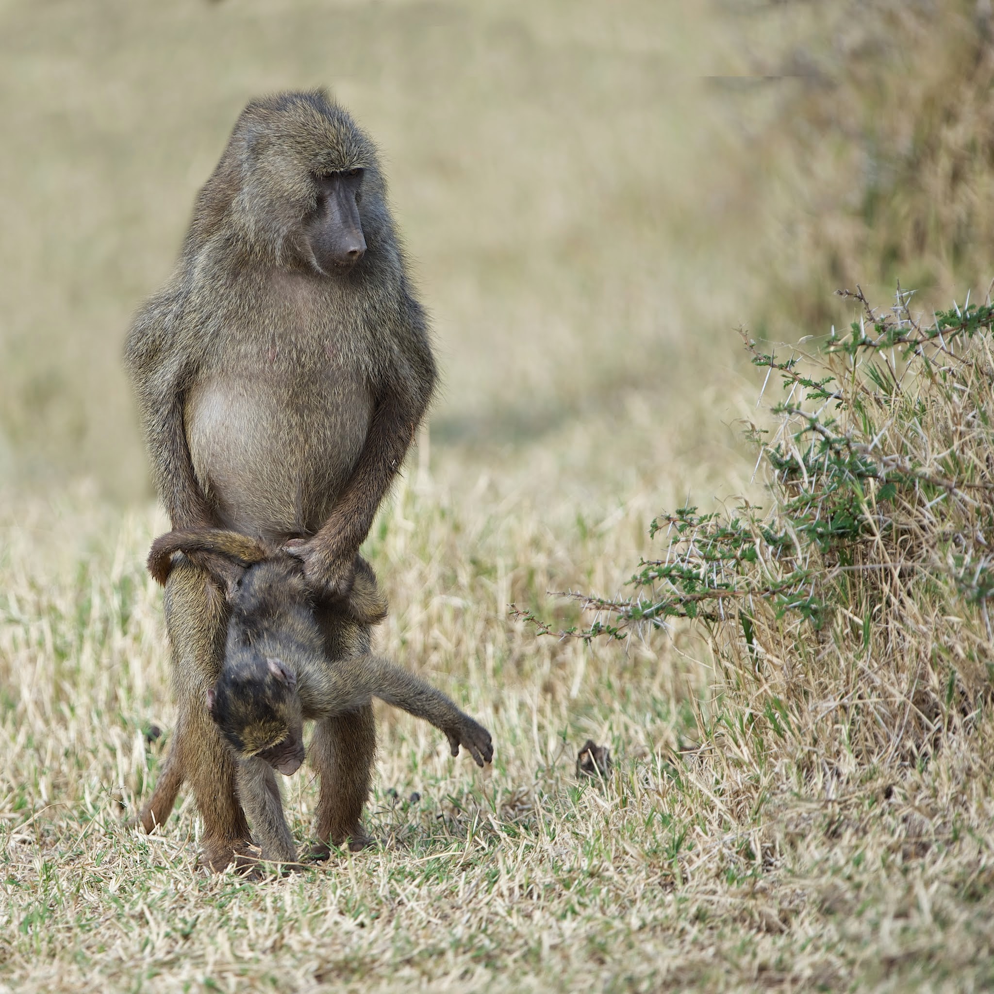 Baby Baboon as Loin Cloth
