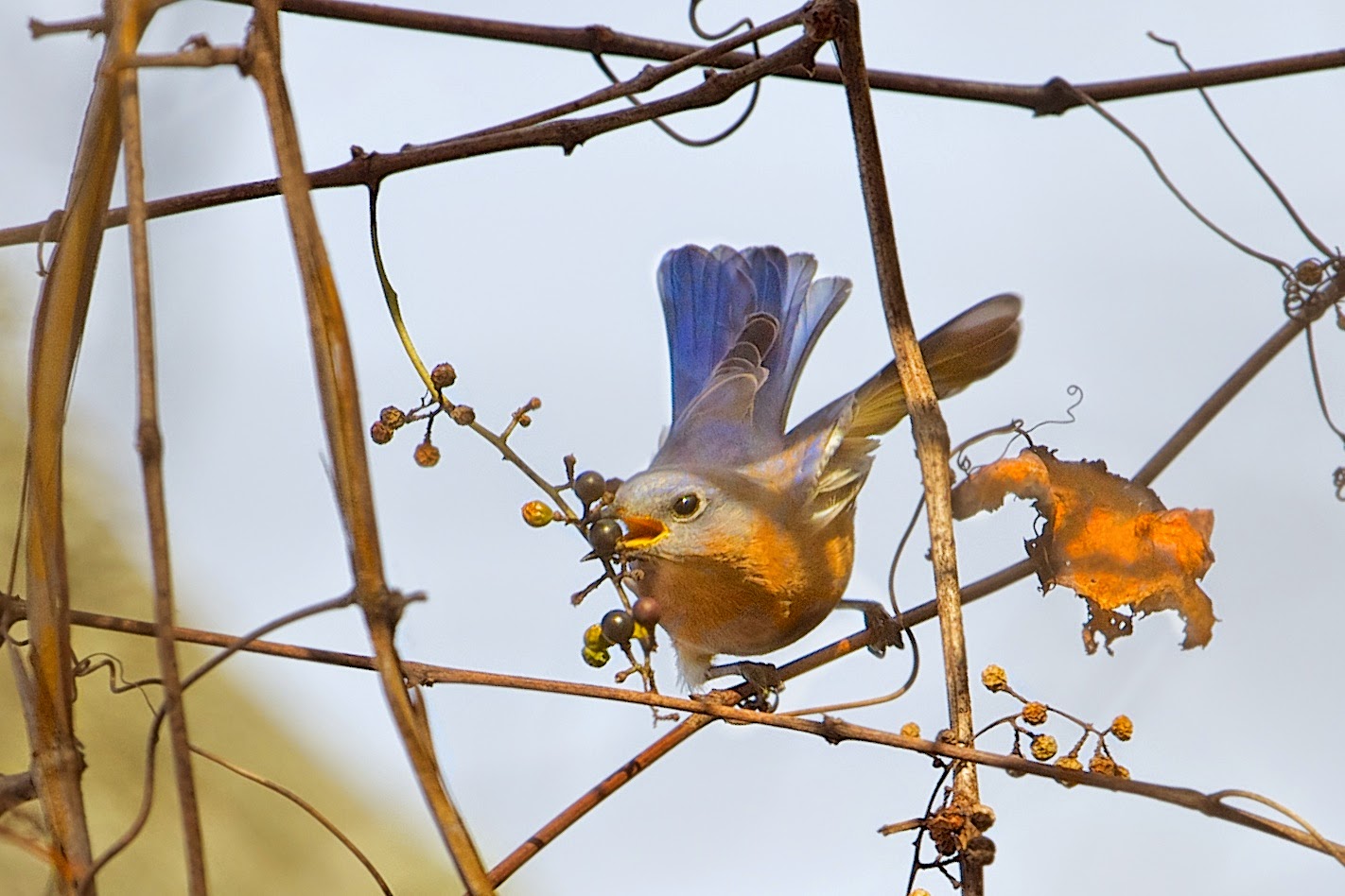 Bluebird and Berries in Valley Forge